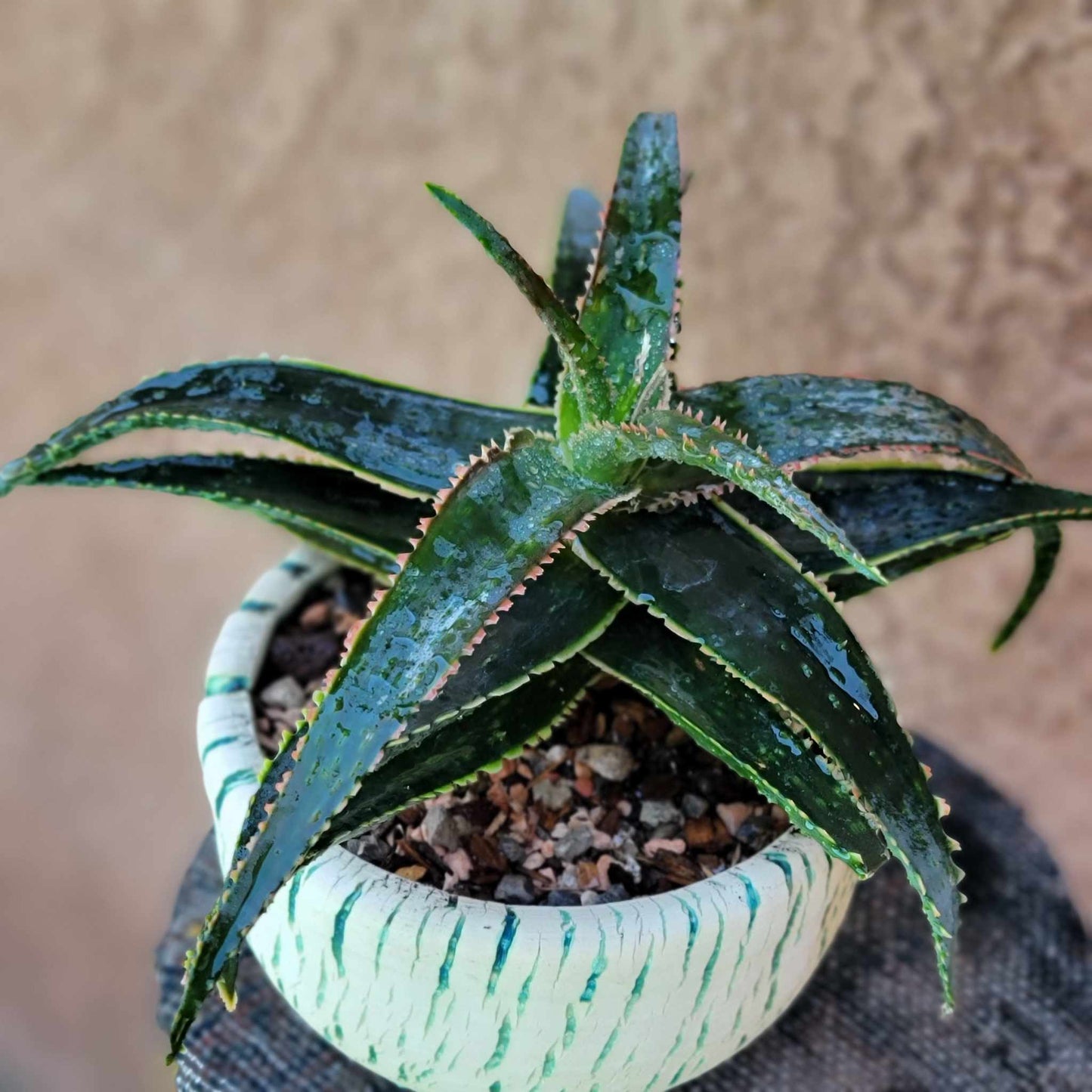 Aloe 'Sean's Red'