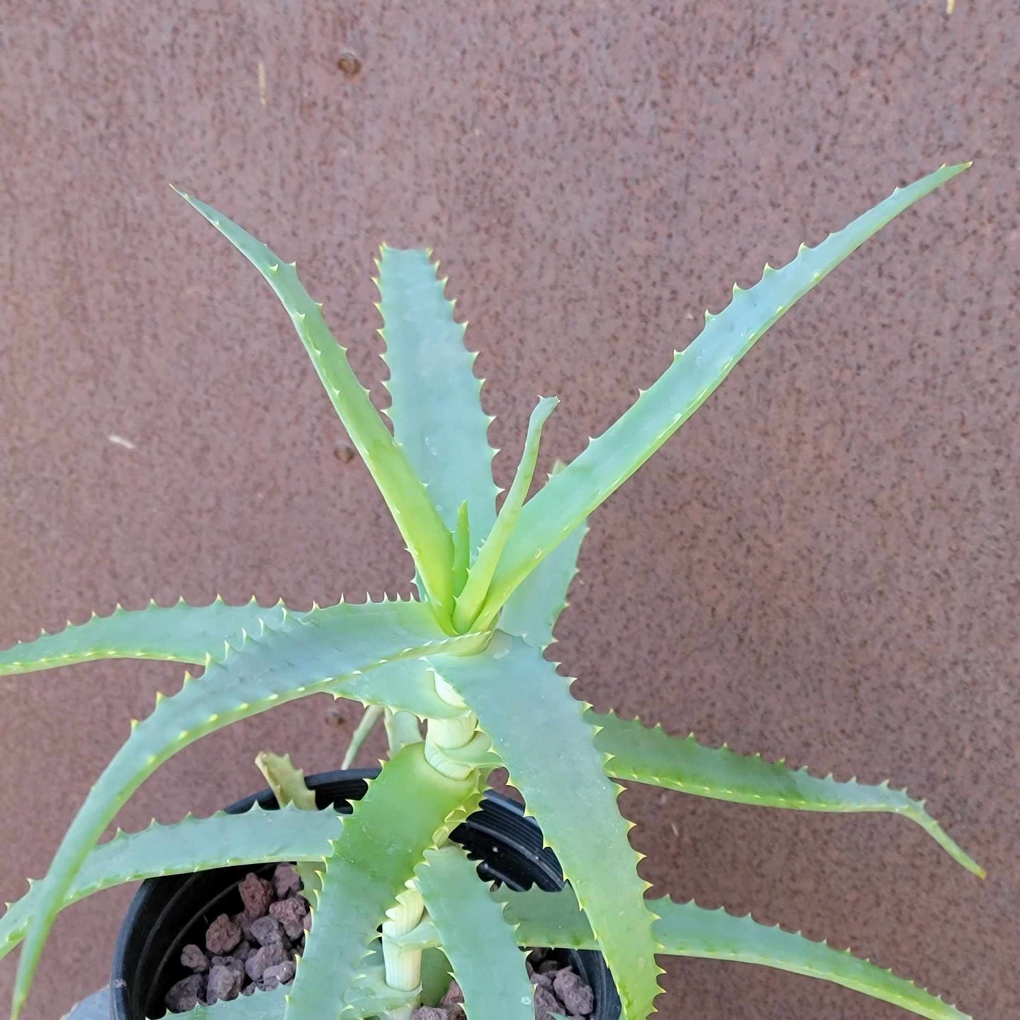 Aloe arborescens - Candelabra Aloe