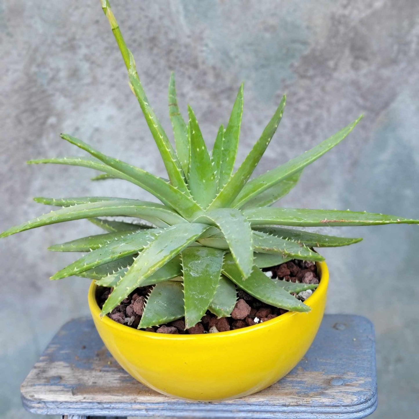 Glazed Terra Cotta Planter - Yellow