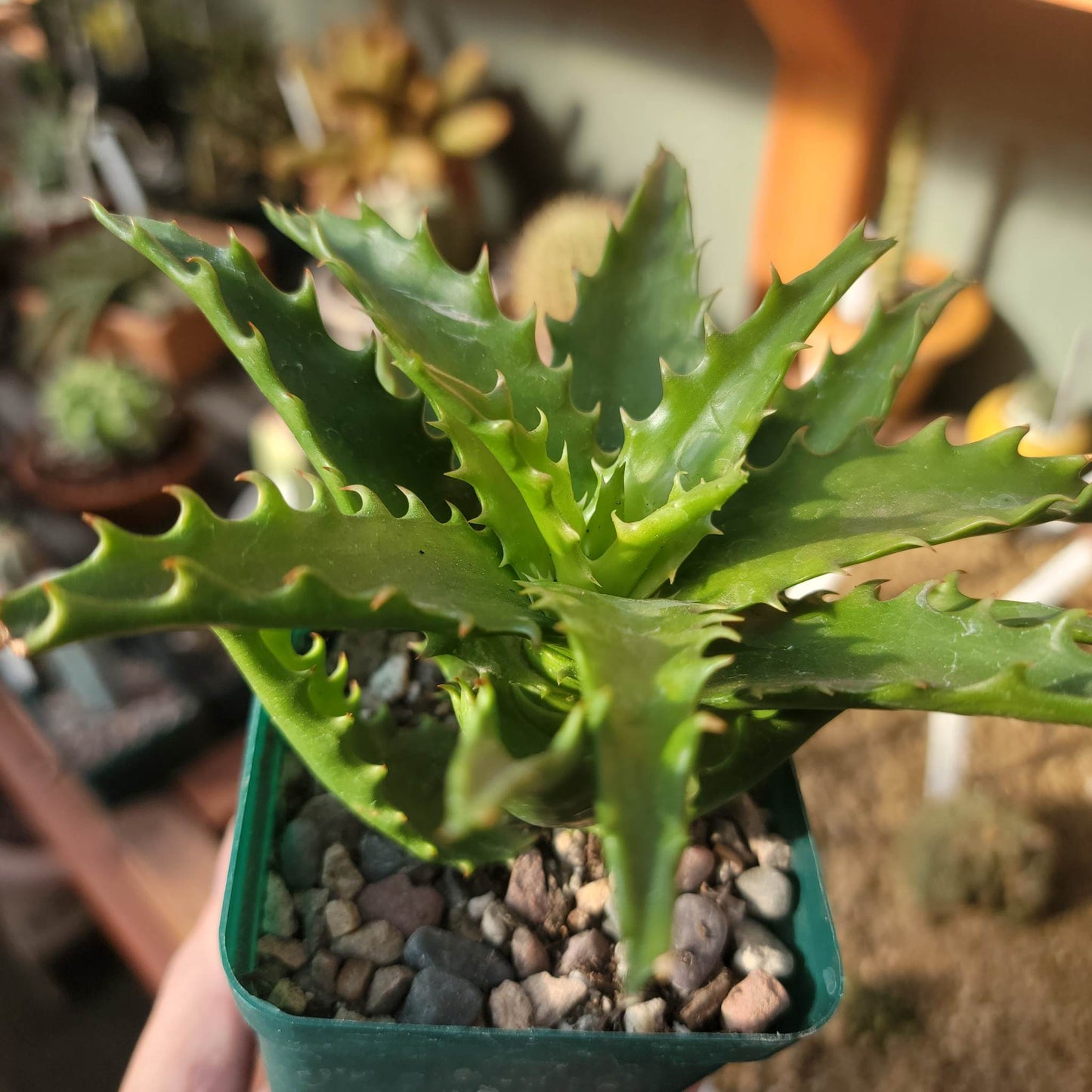 Aloe congolensis - Congo Aloe