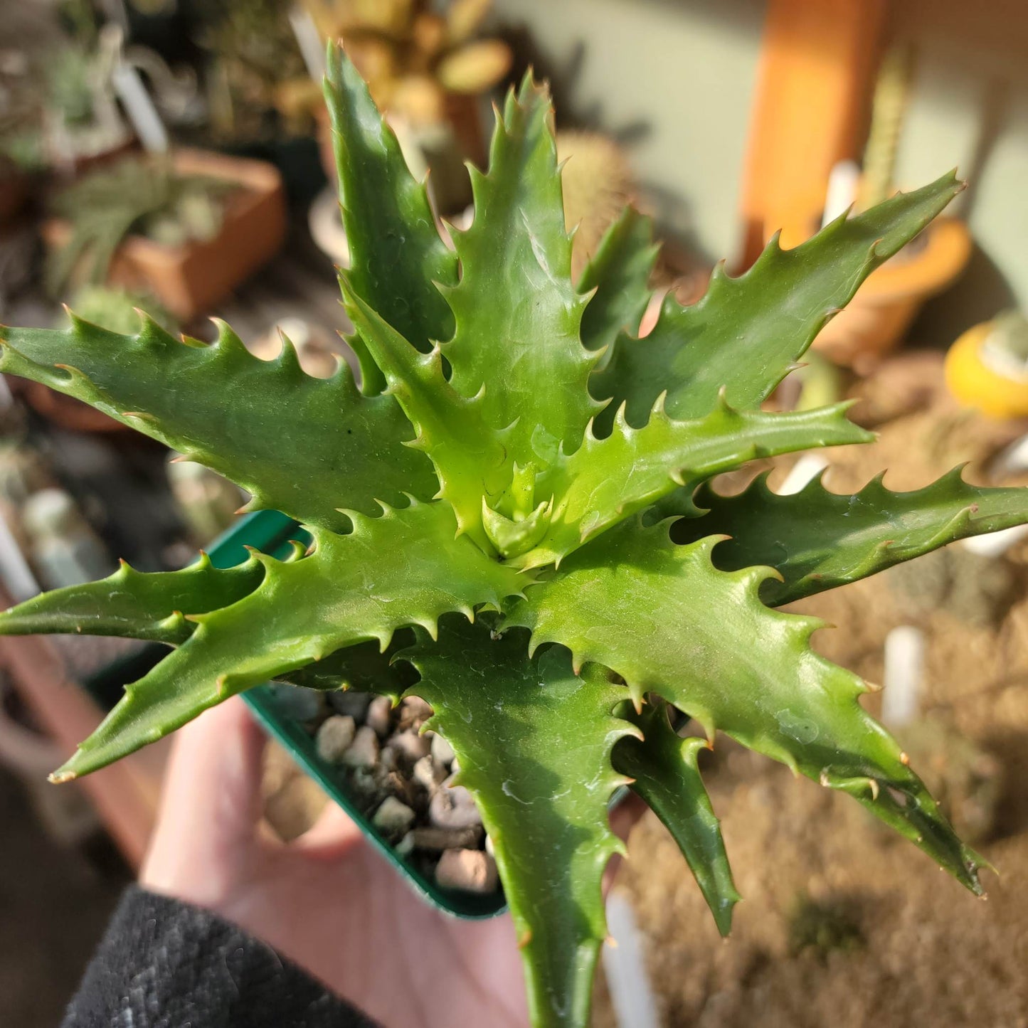 Aloe congolensis - Congo Aloe