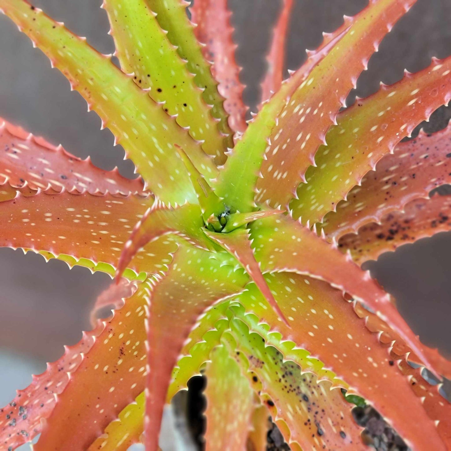 Aloe dorotheae - Sunset Aloe - XL