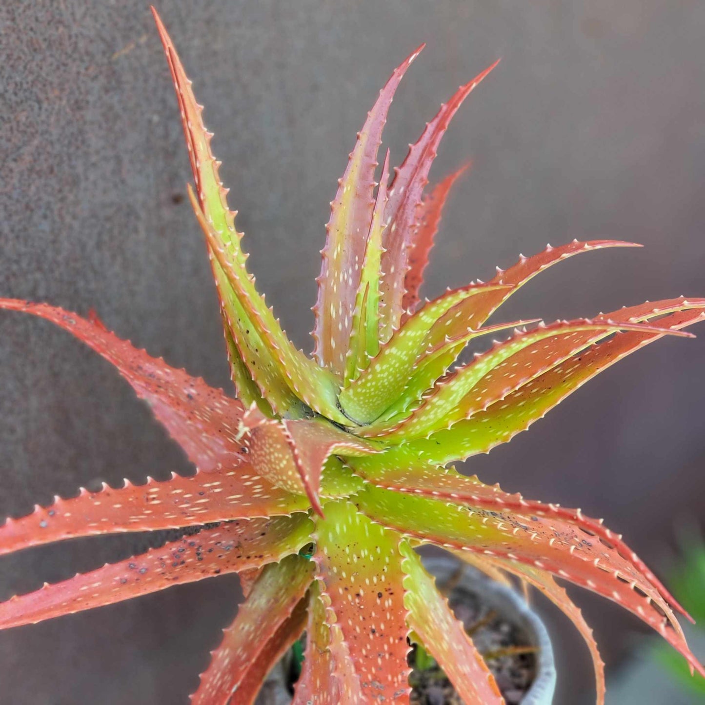 Aloe dorotheae - Sunset Aloe - XL