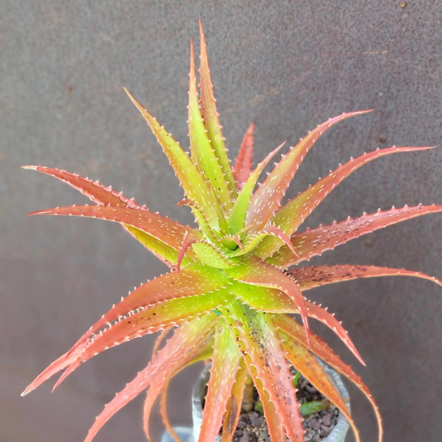 Aloe dorotheae - Sunset Aloe - XL
