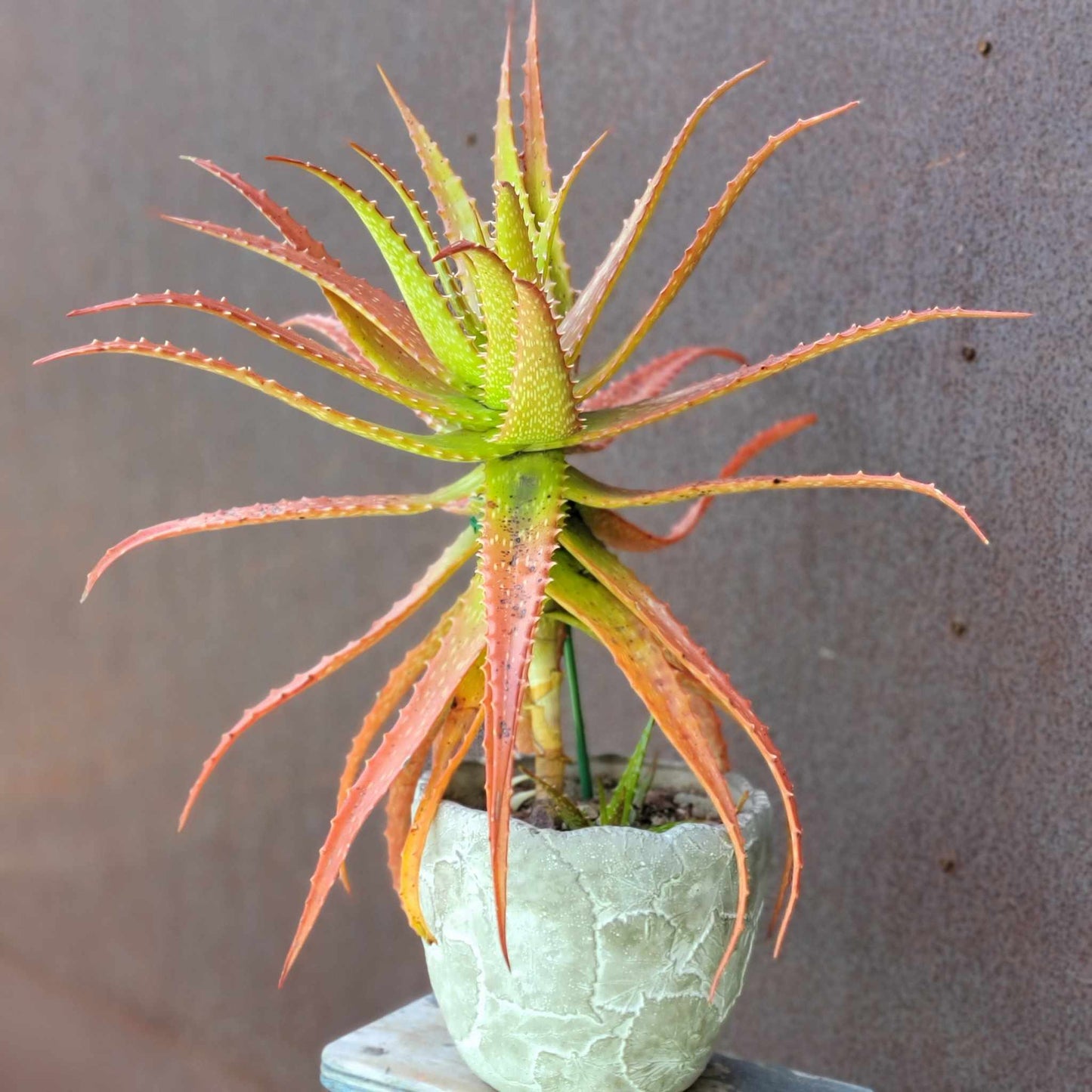 Aloe dorotheae - Sunset Aloe - XL