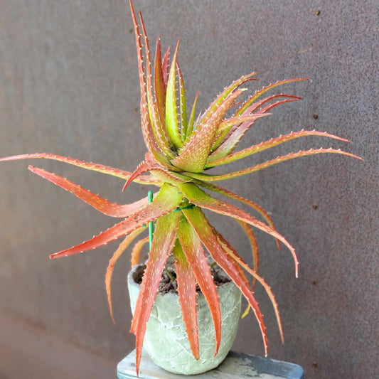 Aloe dorotheae - Sunset Aloe - XL