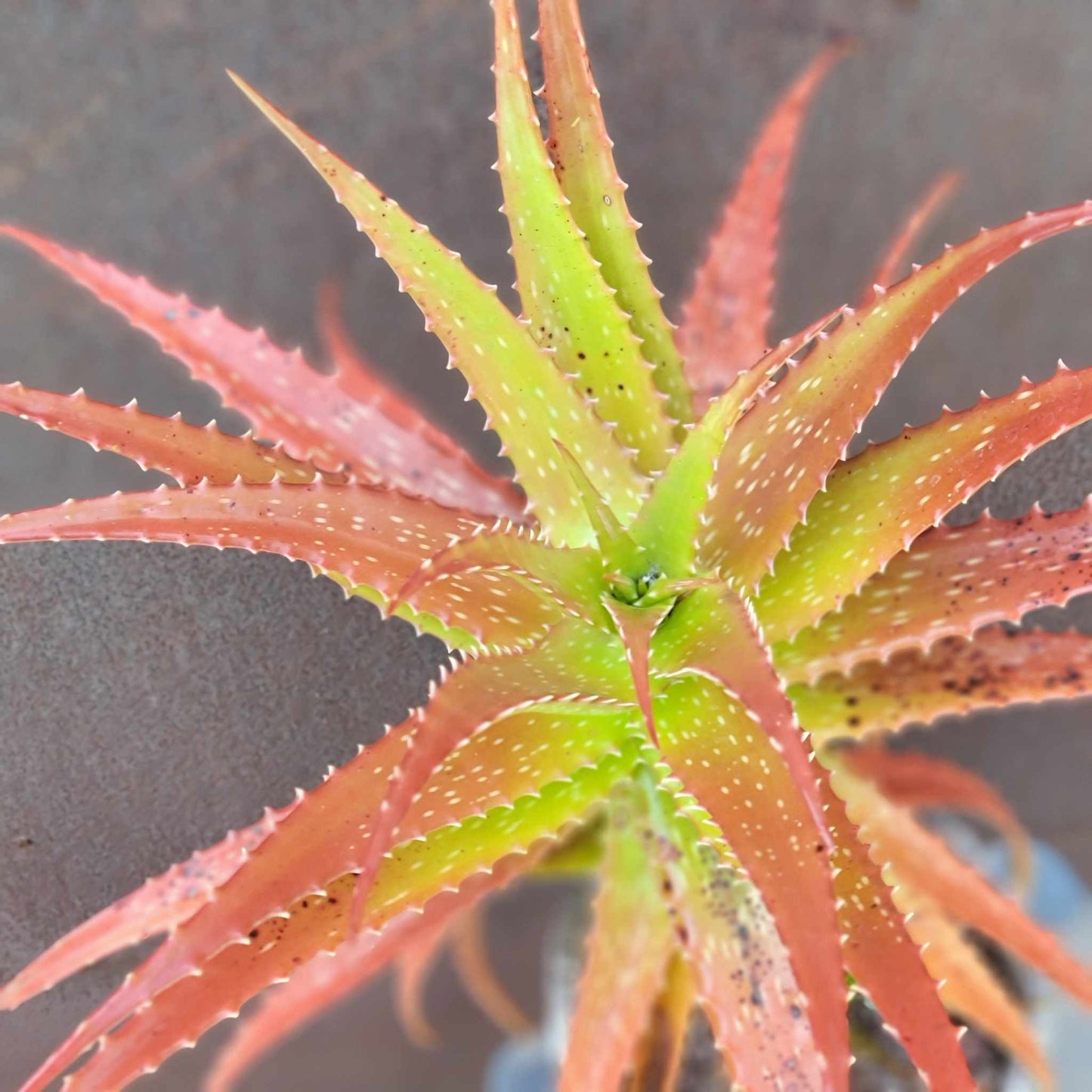 Aloe dorotheae - Sunset Aloe - XL