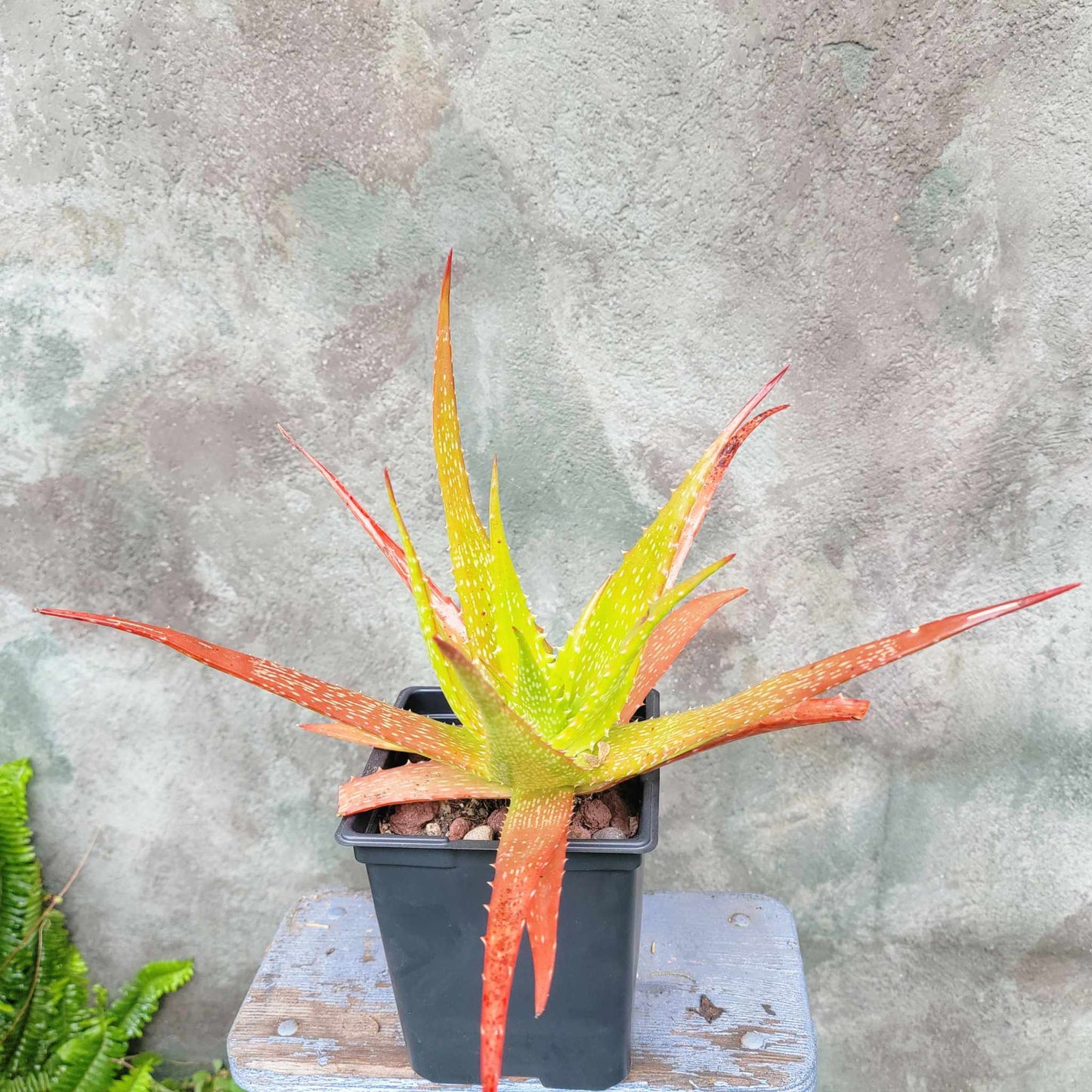 Aloe dorotheae - Sunset Aloe - 6in