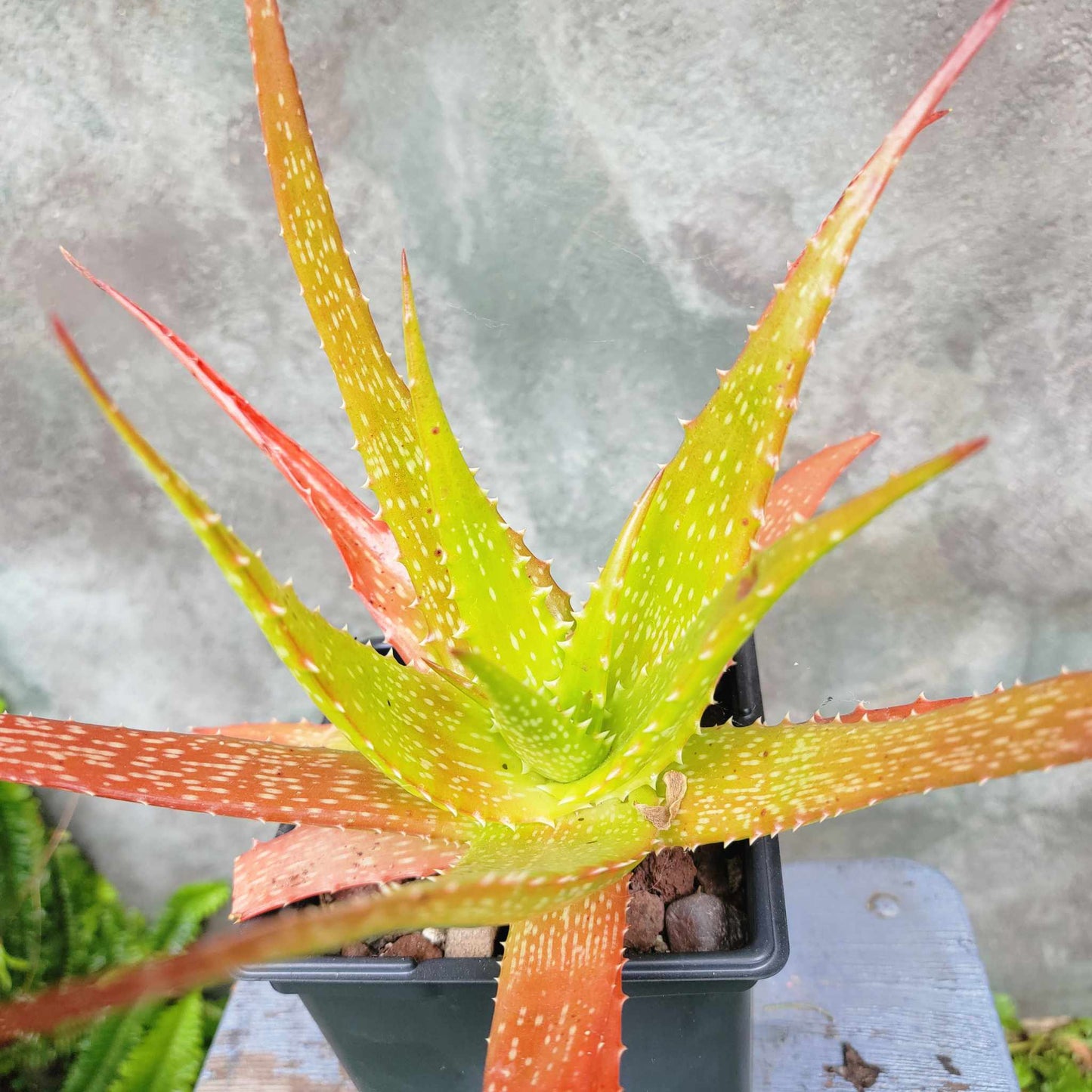 Aloe dorotheae - Sunset Aloe - 6in