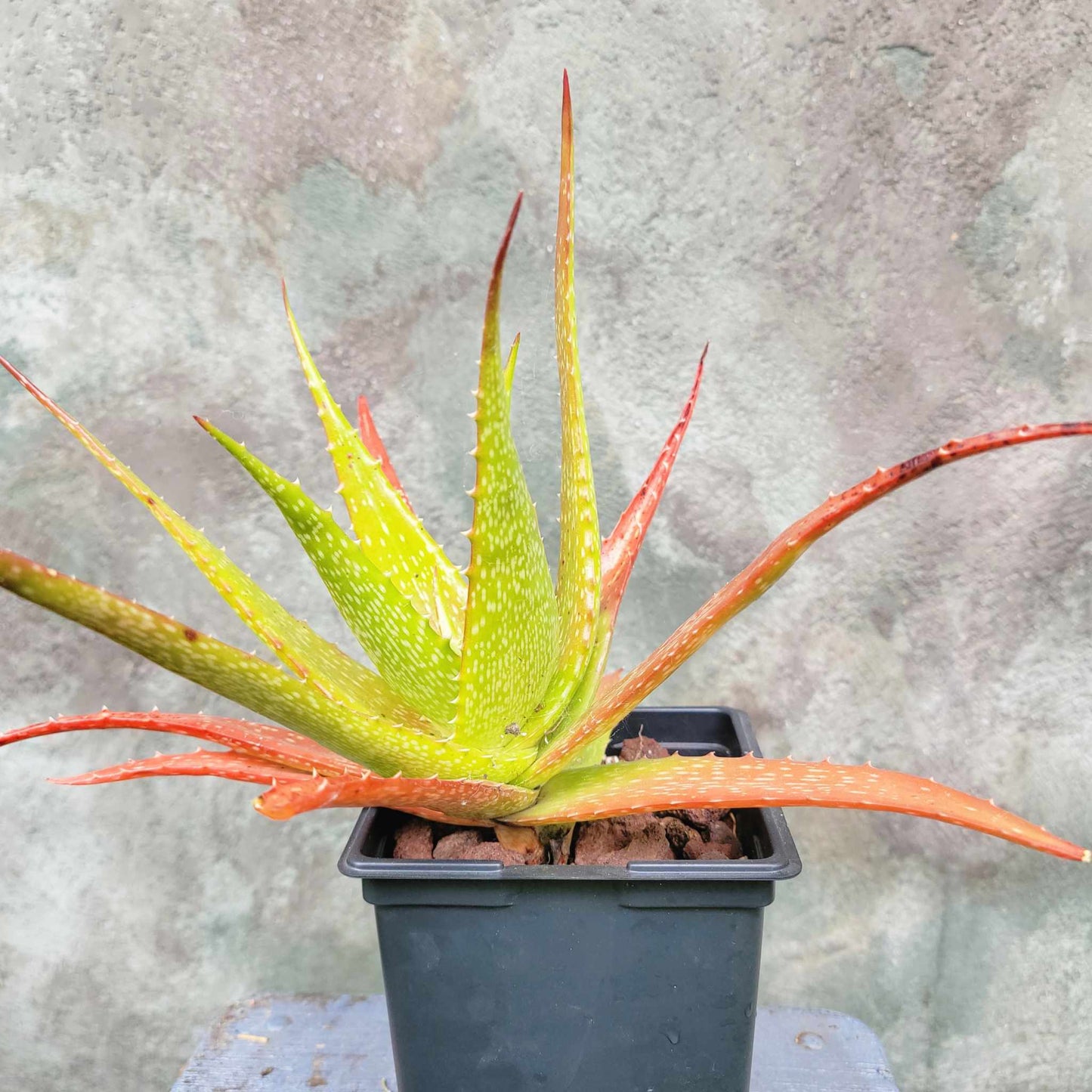 Aloe dorotheae - Sunset Aloe - 6in