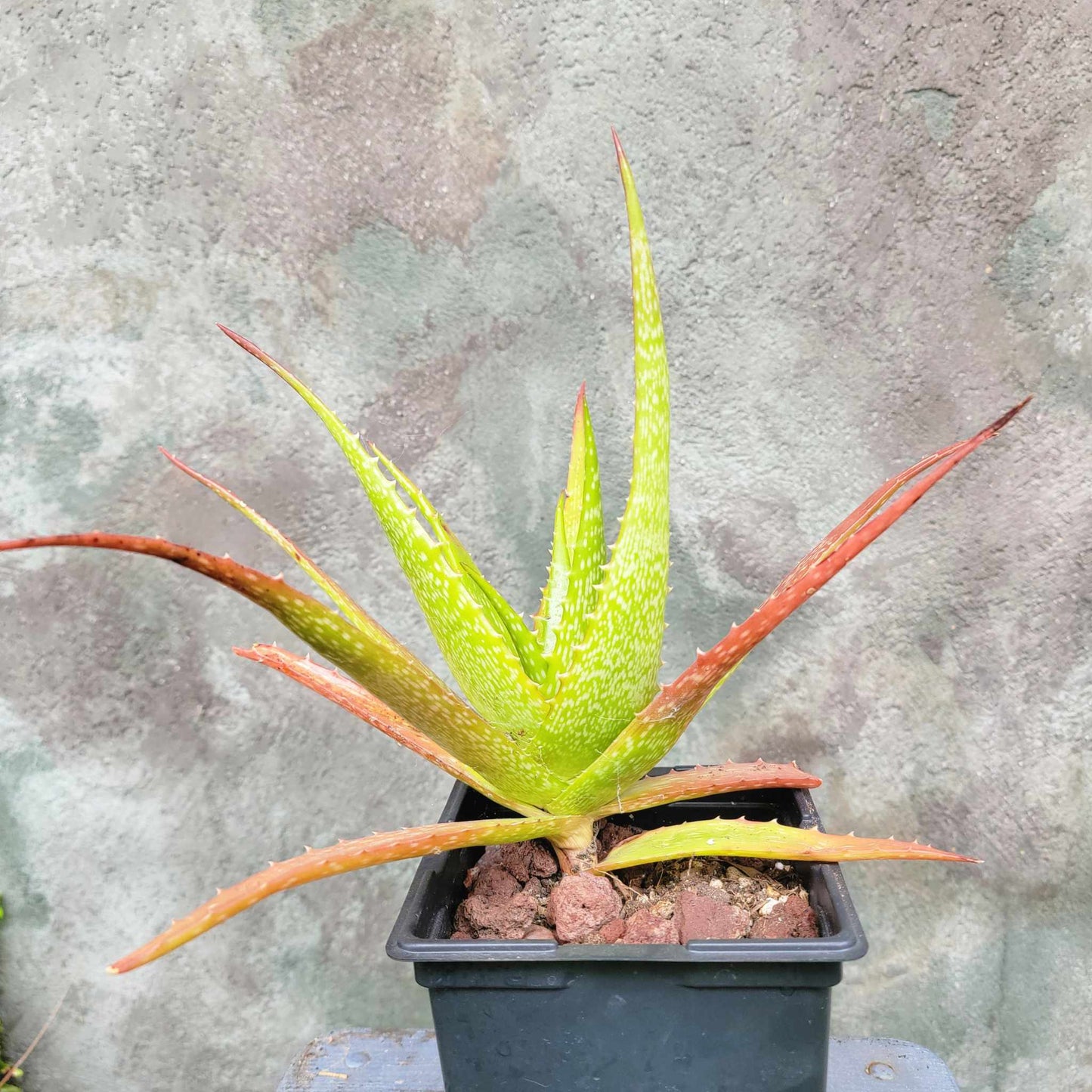 Aloe dorotheae - Sunset Aloe - 6in