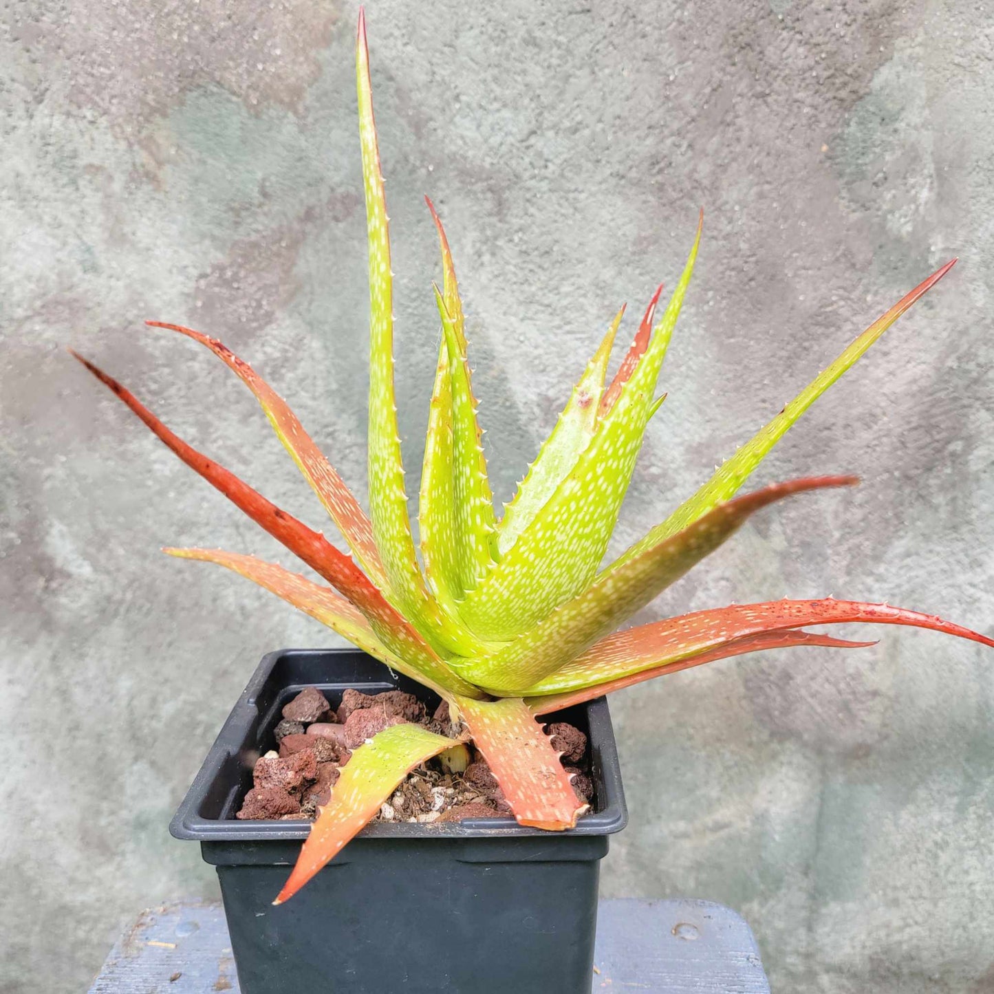 Aloe dorotheae - Sunset Aloe - 6in