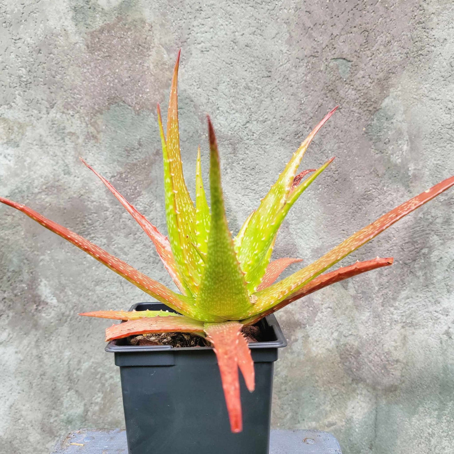Aloe dorotheae - Sunset Aloe - 6in