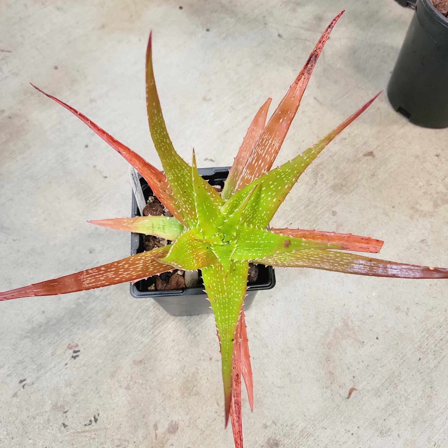 Aloe dorotheae - Sunset Aloe - 6in