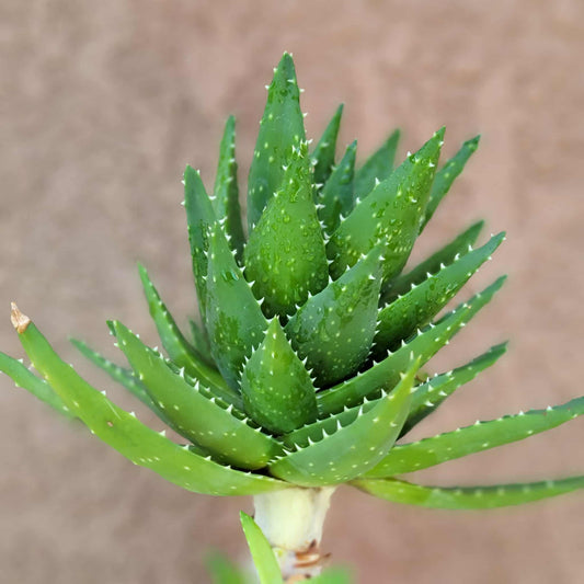 Aloe perfoliata - Mitre Aloe - 14' Tall!