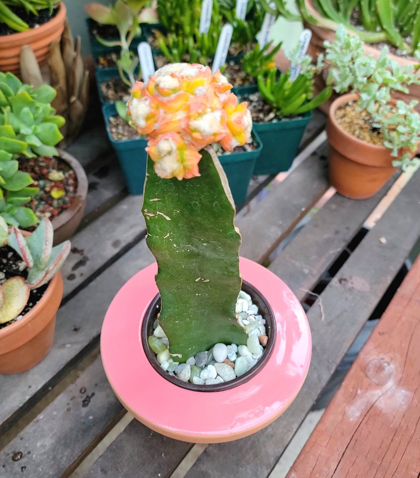 Italian Glazed Terra Cotta Pot - Handmade in Italy