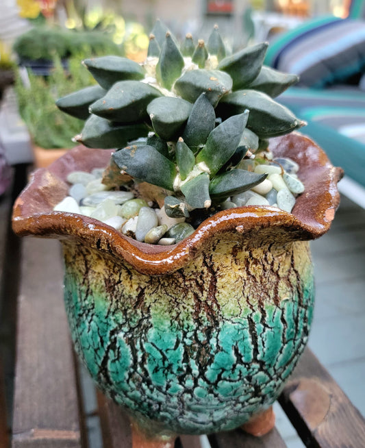 Terra Cotta Planter
