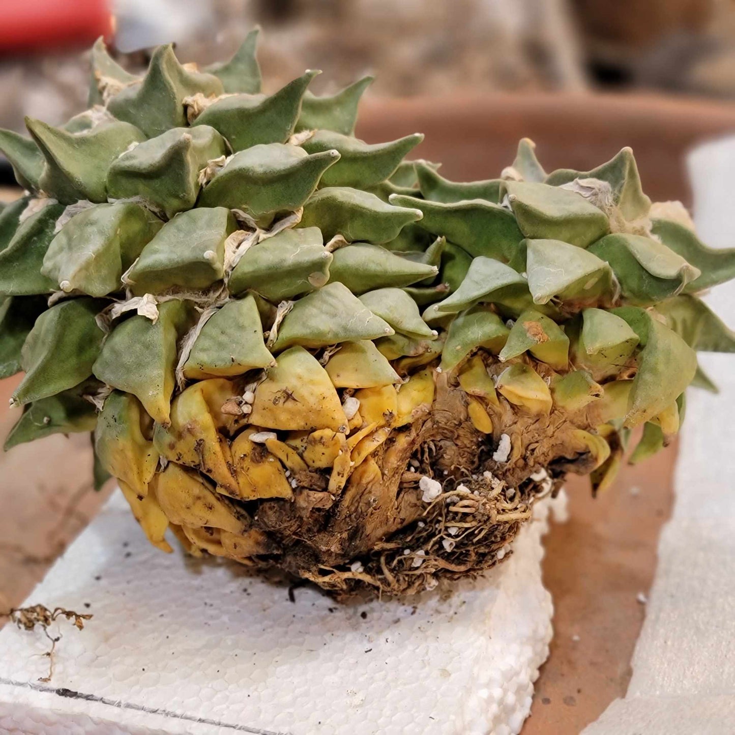 Ariocarpus retusus - Double Head - Seed Grown