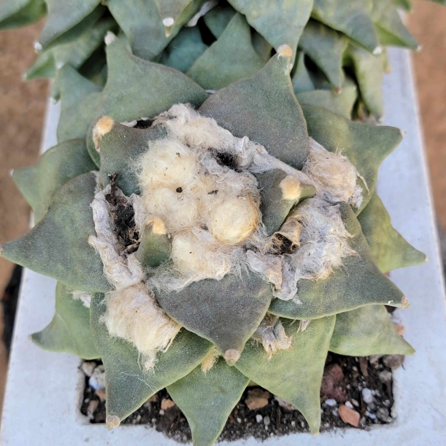 Ariocarpus retusus - Double Head - Seed Grown