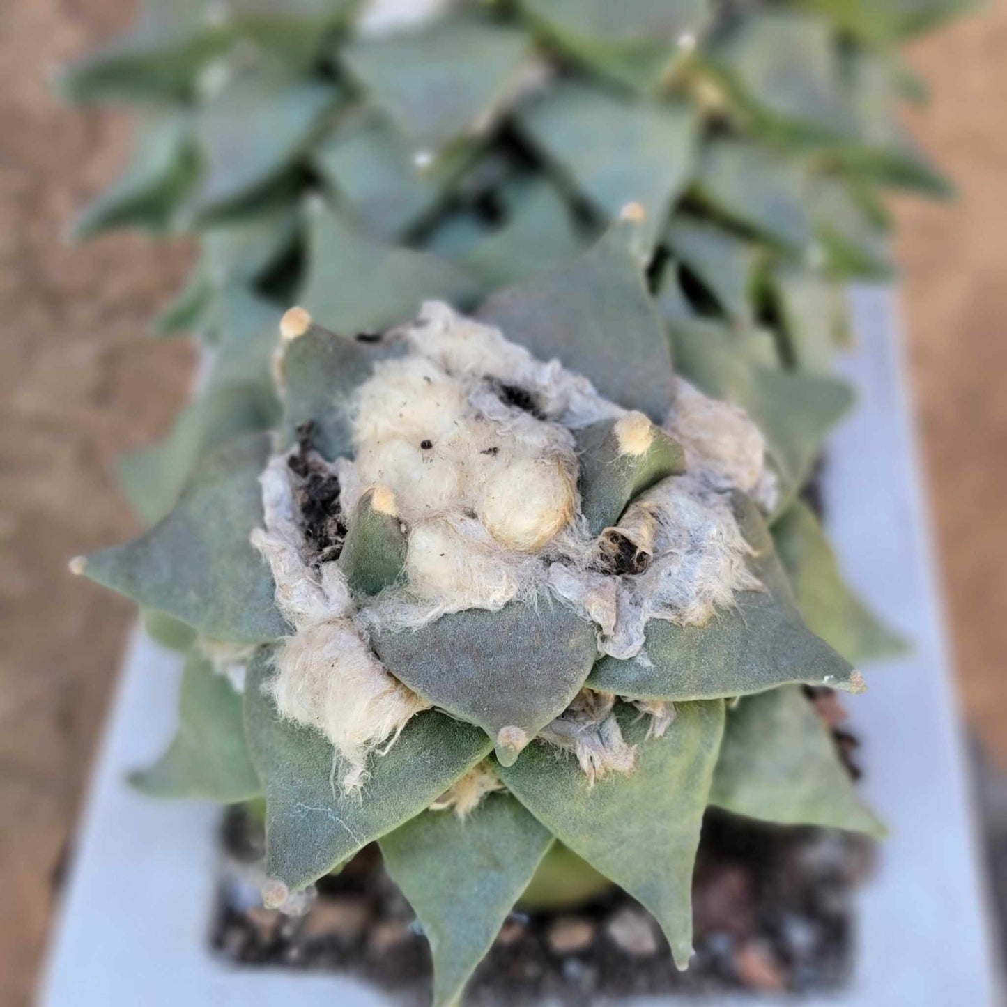 Ariocarpus retusus - Double Head - Seed Grown