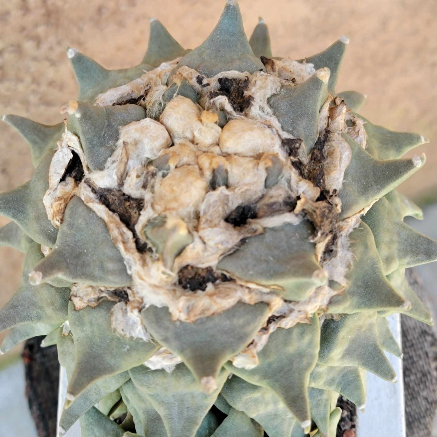Ariocarpus retusus - Double Head - Seed Grown