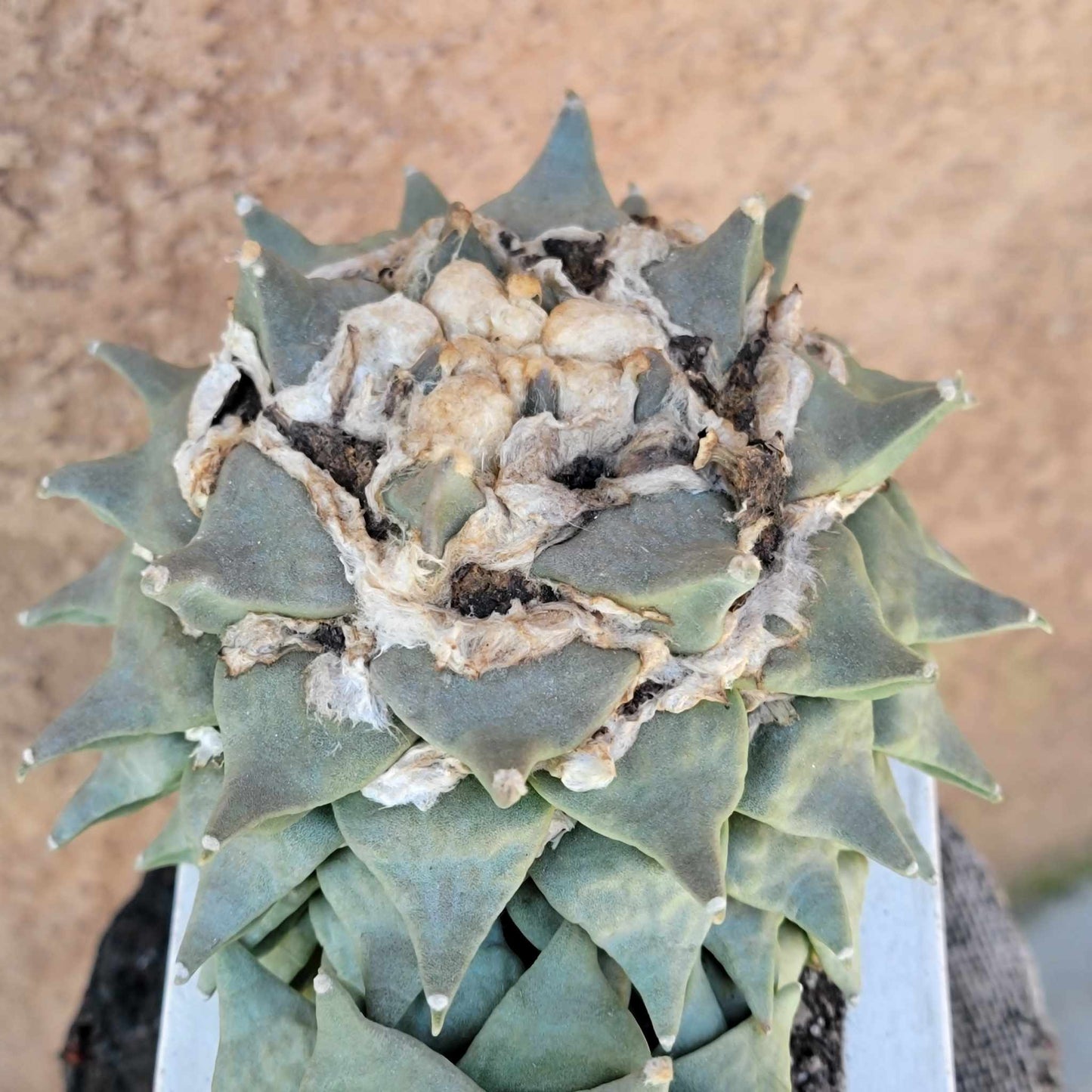 Ariocarpus retusus - Double Head - Seed Grown