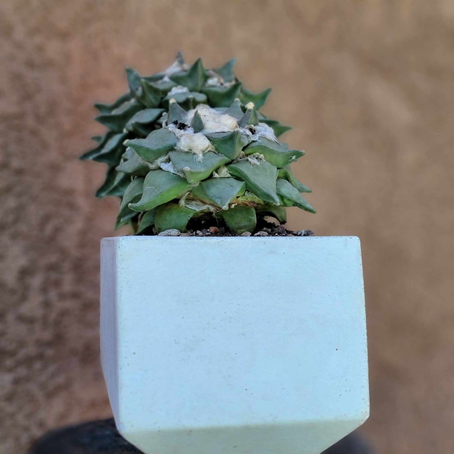 Ariocarpus retusus - Double Head - Seed Grown