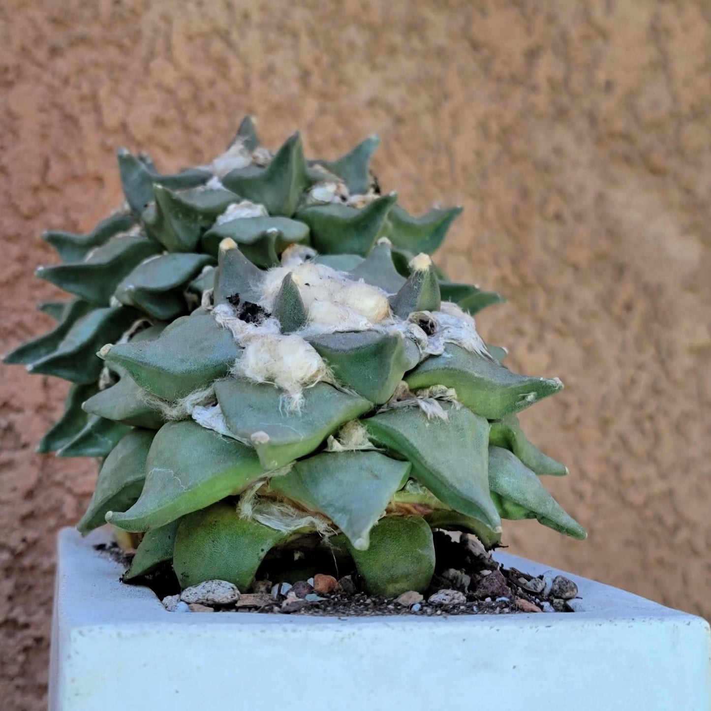 Ariocarpus retusus - Double Head - Seed Grown