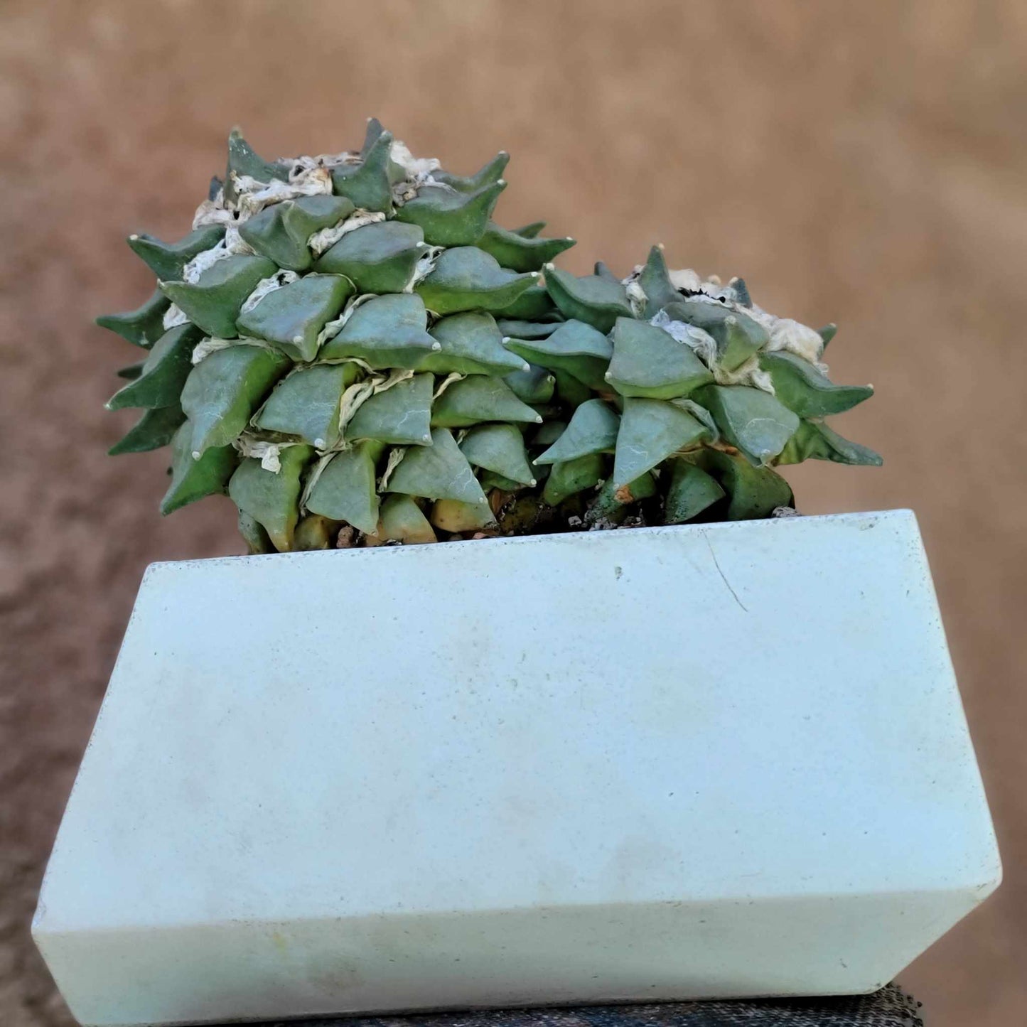 Ariocarpus retusus - Double Head - Seed Grown