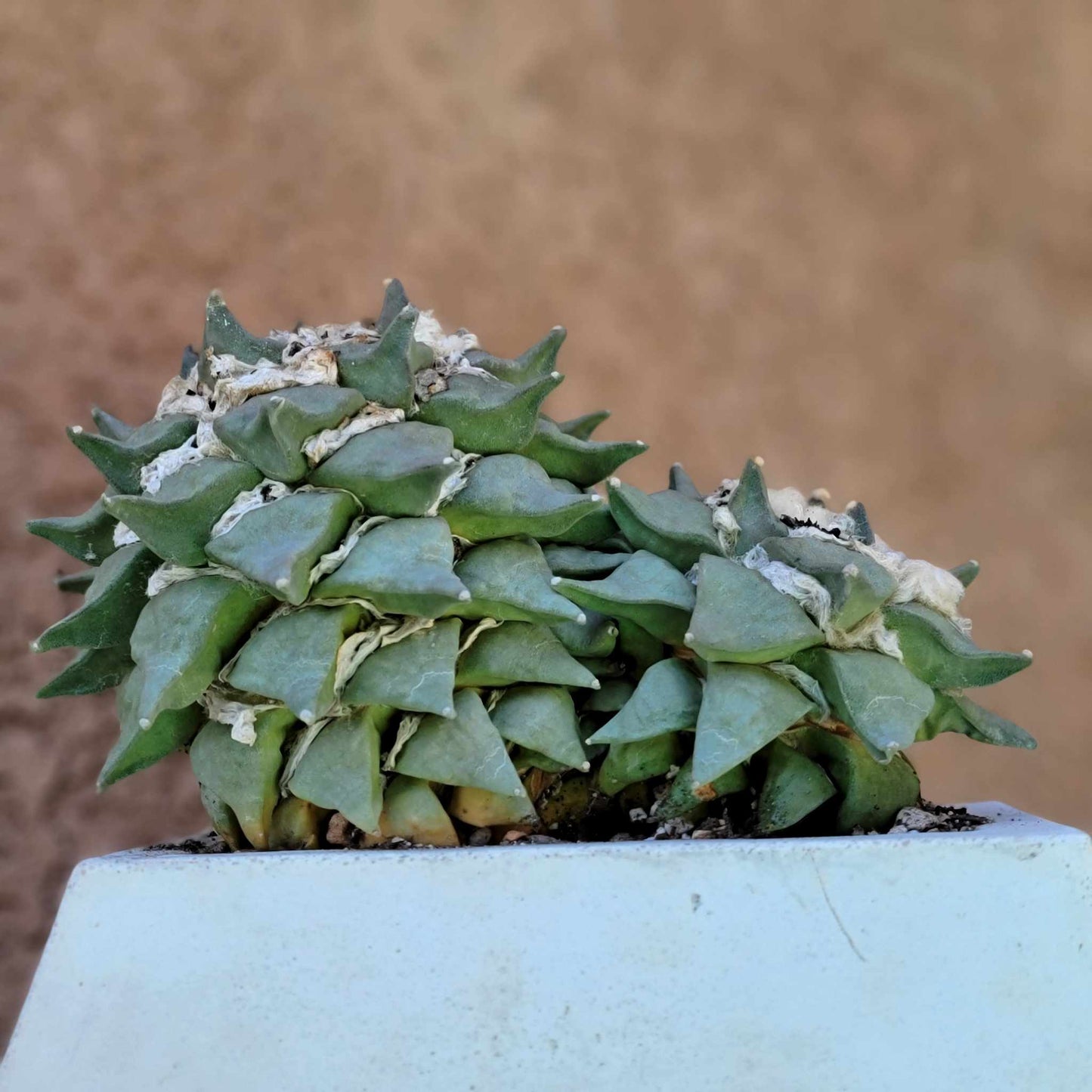 Ariocarpus retusus - Double Head - Seed Grown