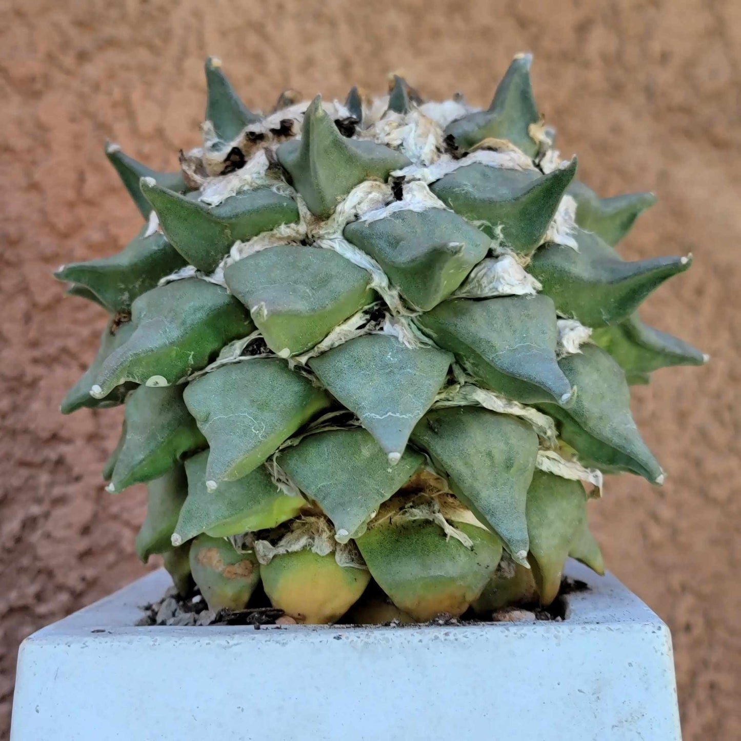 Ariocarpus retusus - Double Head - Seed Grown