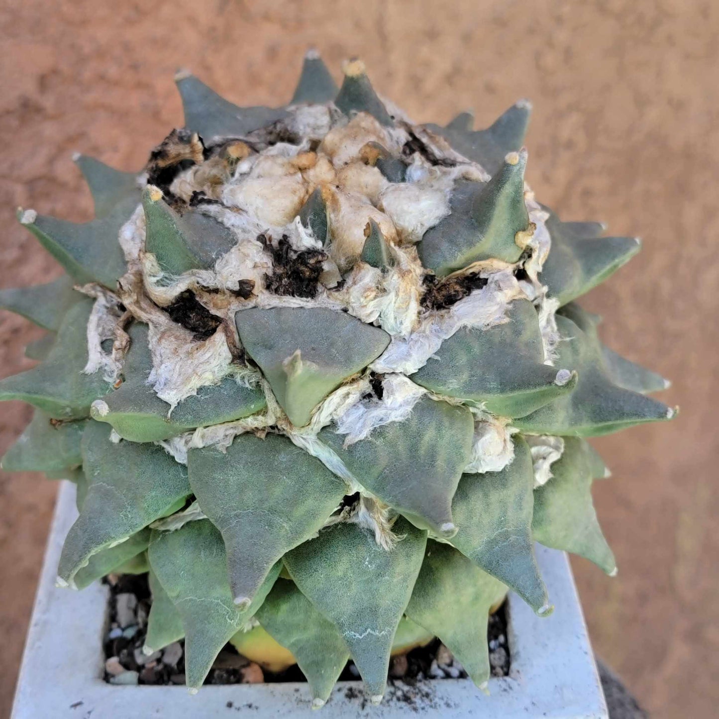 Ariocarpus retusus - Double Head - Seed Grown