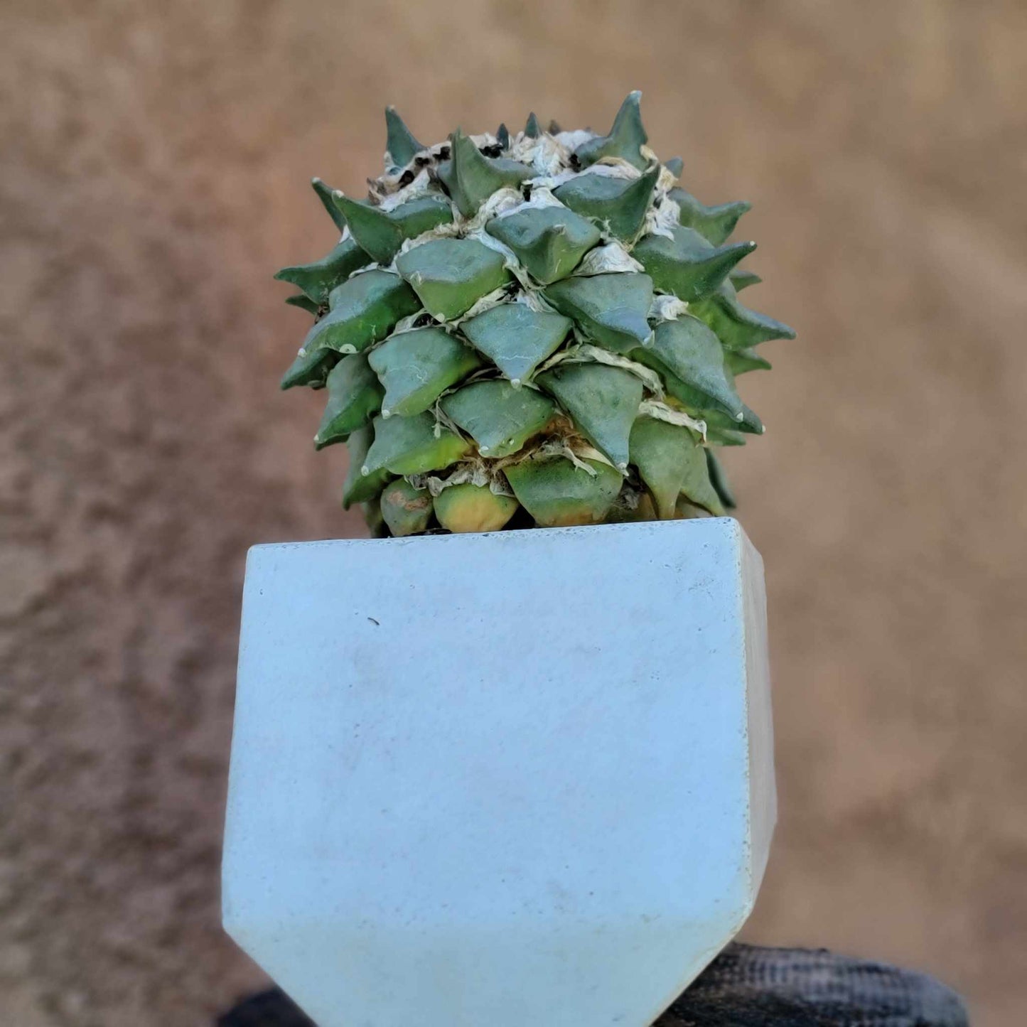 Ariocarpus retusus - Double Head - Seed Grown
