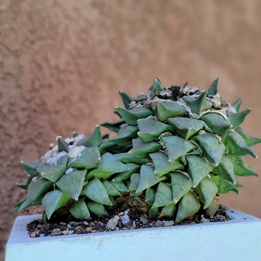 Ariocarpus retusus - Double Head - Seed Grown
