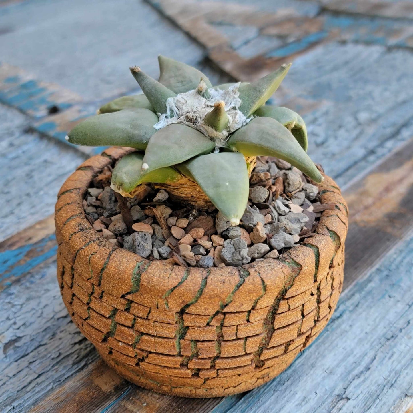 Ariocarpus retusus