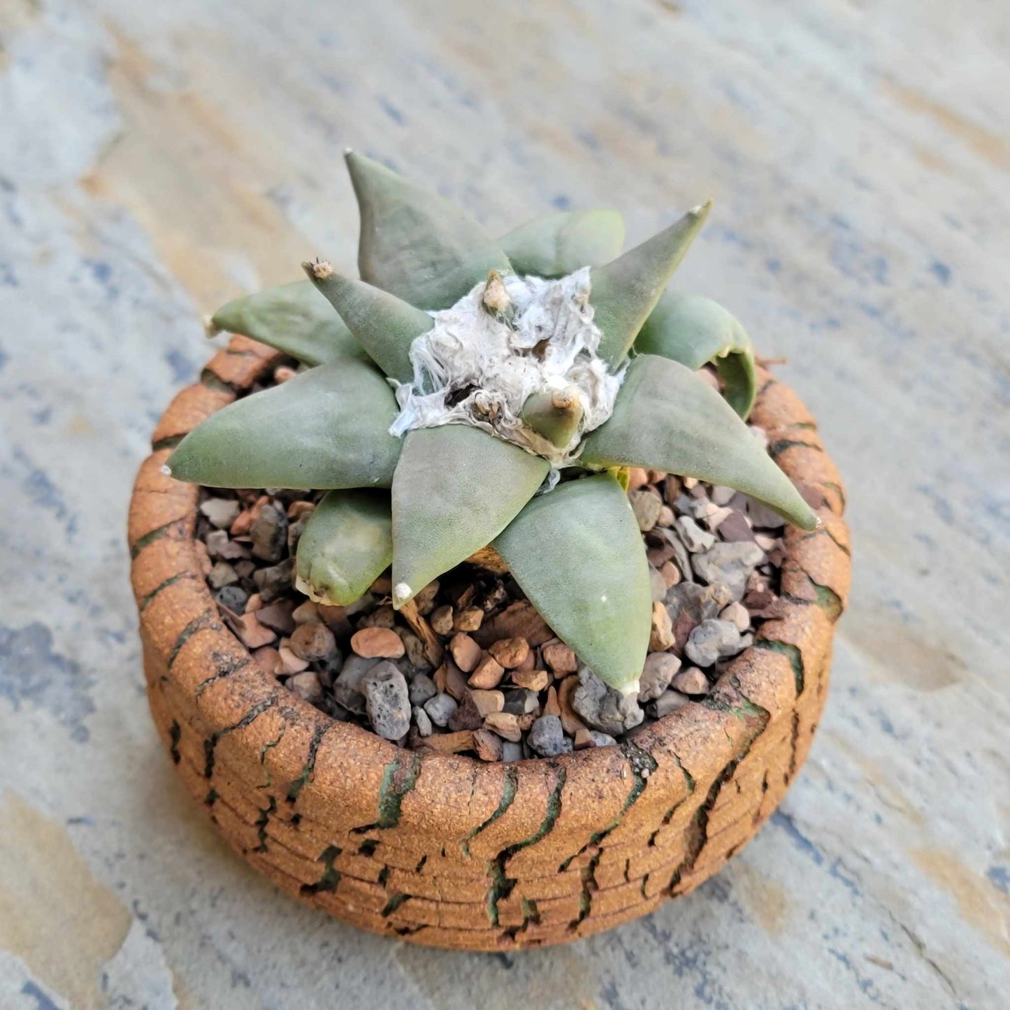 Ariocarpus retusus