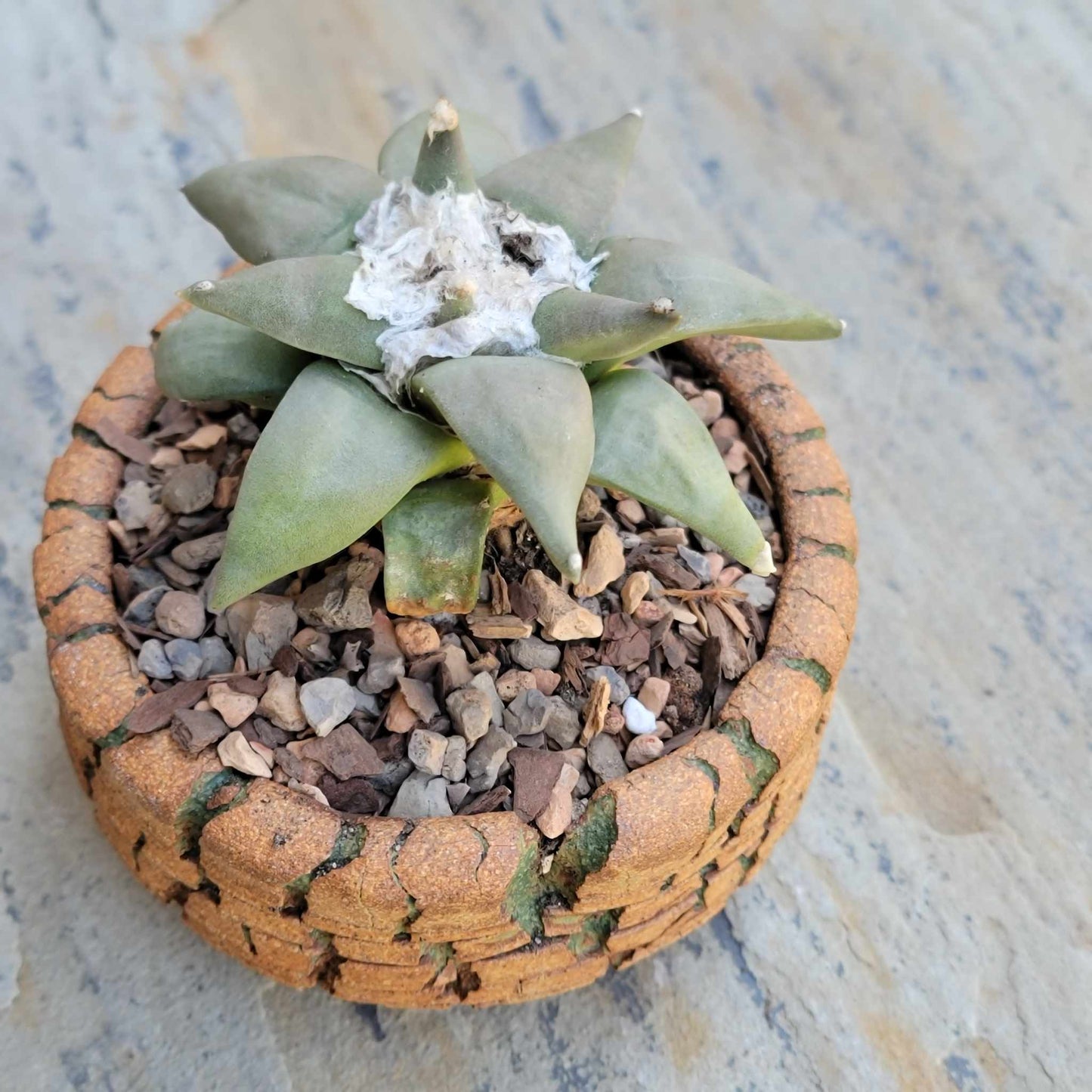 Ariocarpus retusus