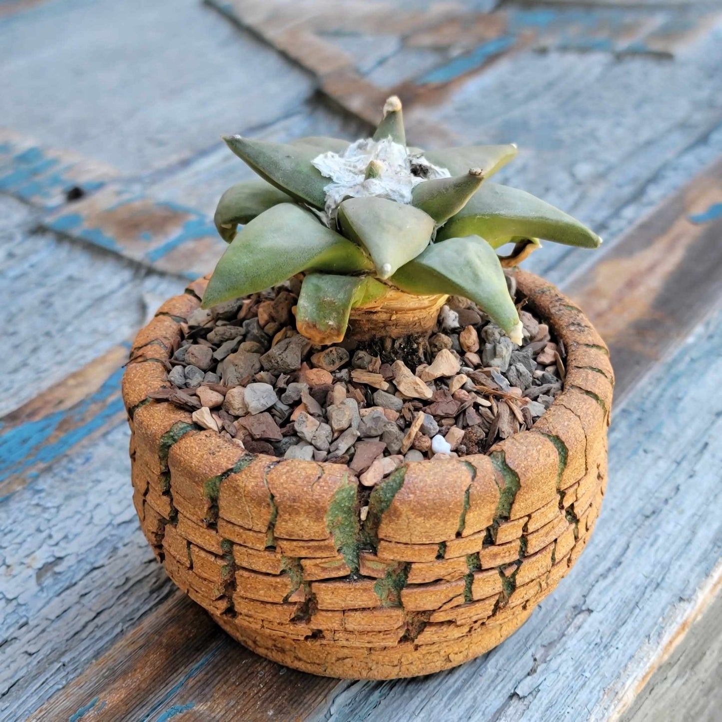 Ariocarpus retusus