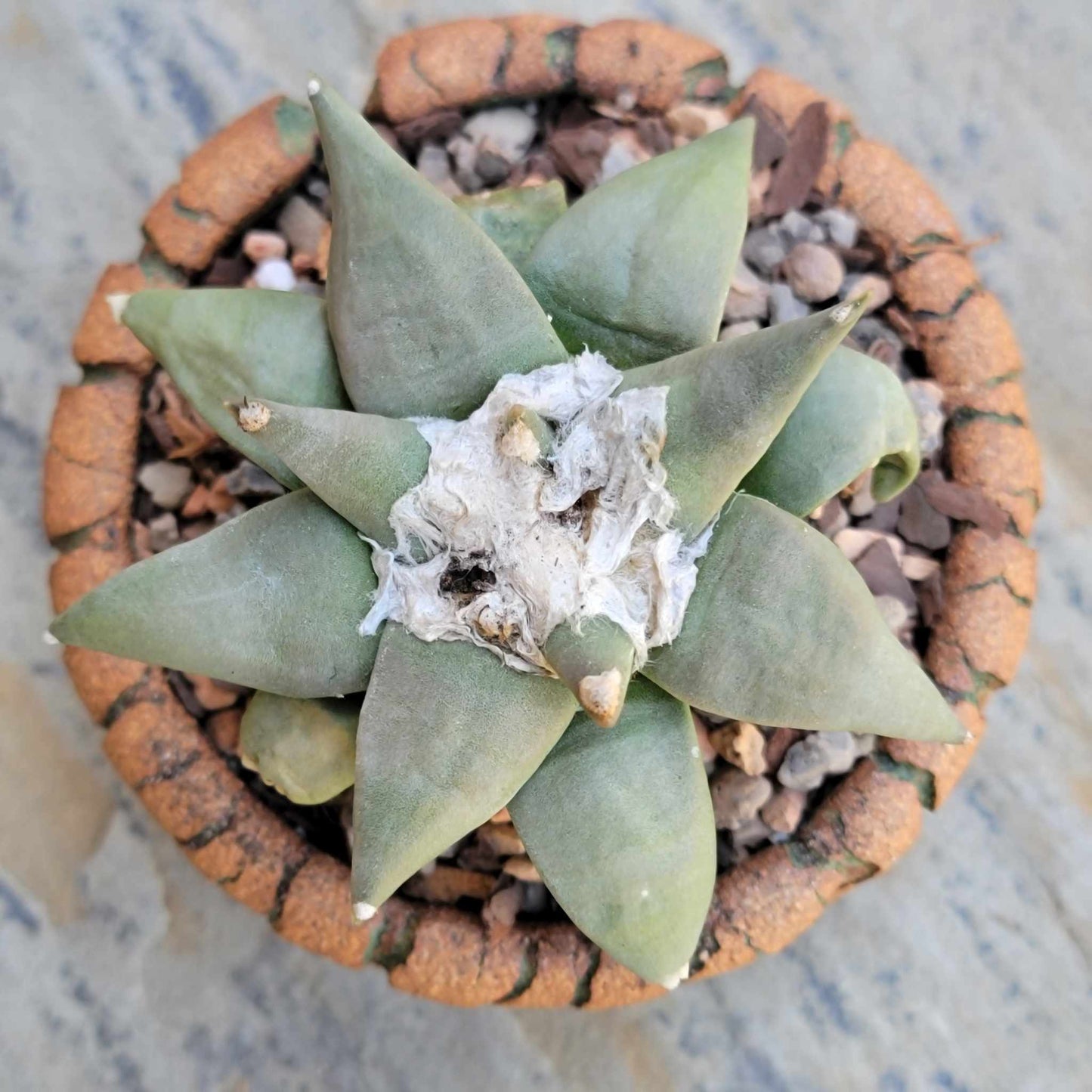 Ariocarpus retusus