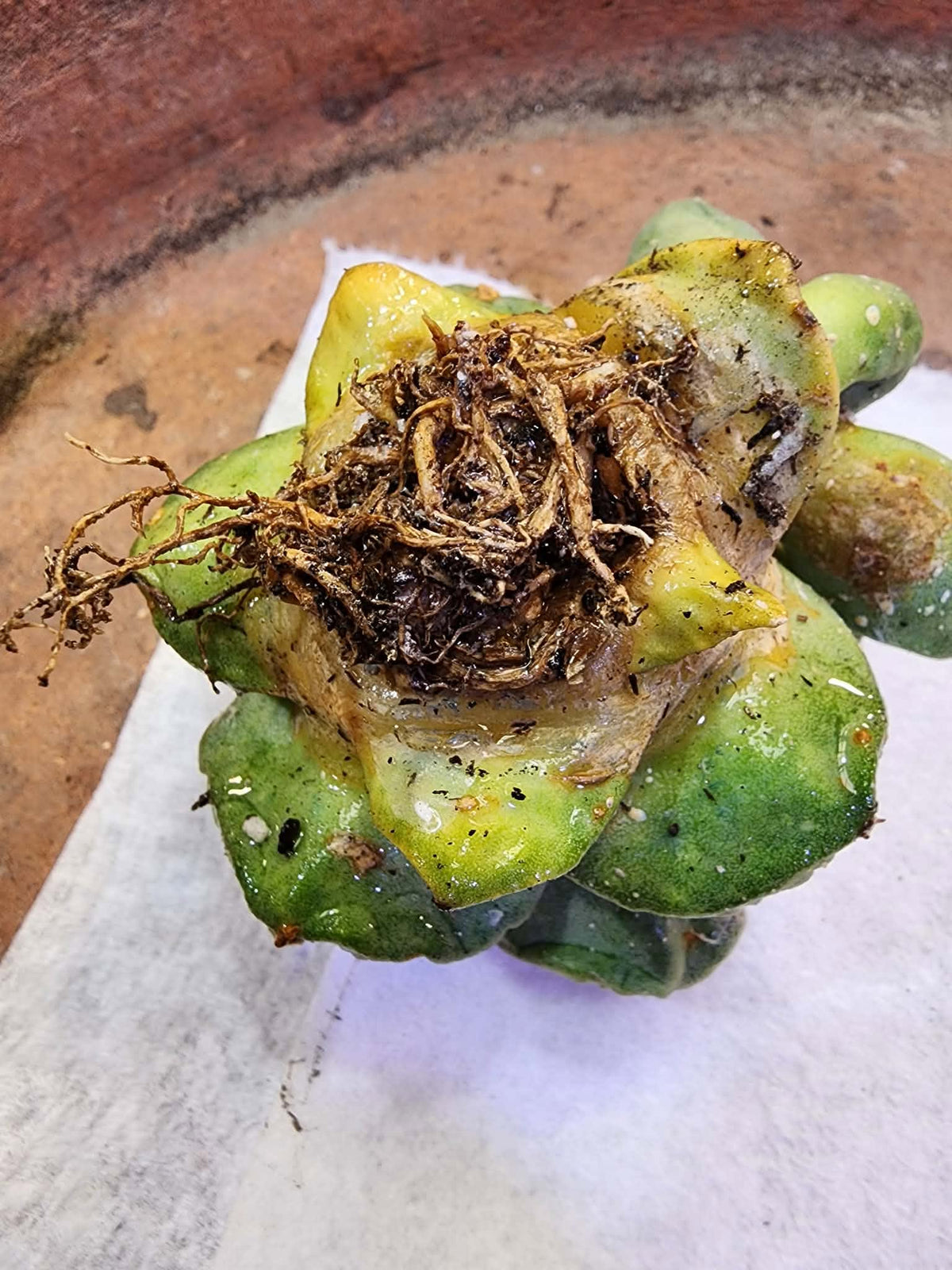 Ariocarpus retusus cv. Cauliflower