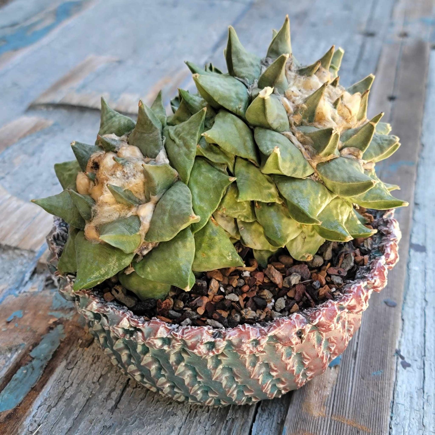 Ariocarpus retusus var. furfuraceous - Triple Head