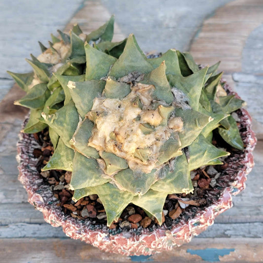 Ariocarpus retusus var. furfuraceous - Triple Head