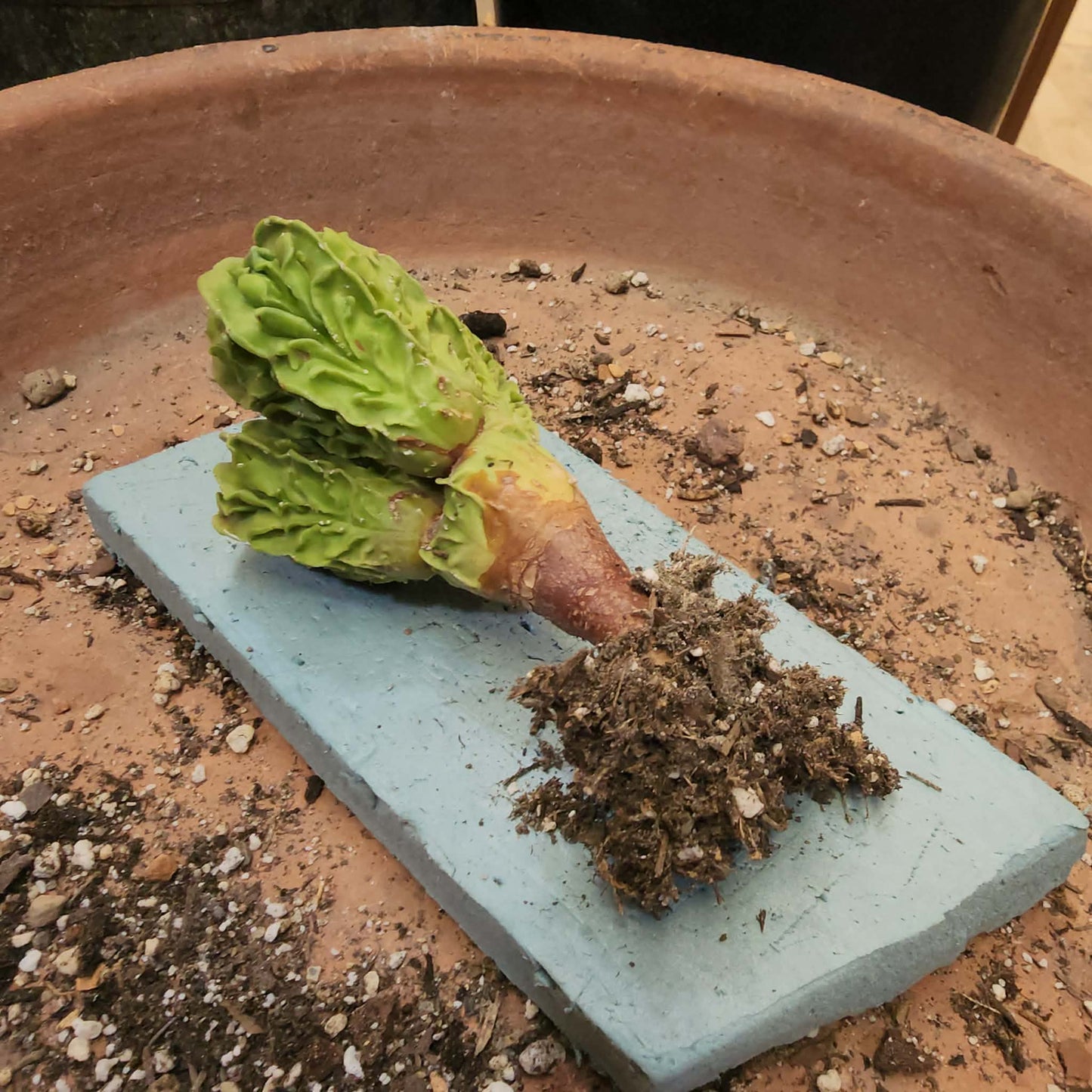 Astrophytum Myriostigma cv. Fukuryu Cluster - Seed Grown