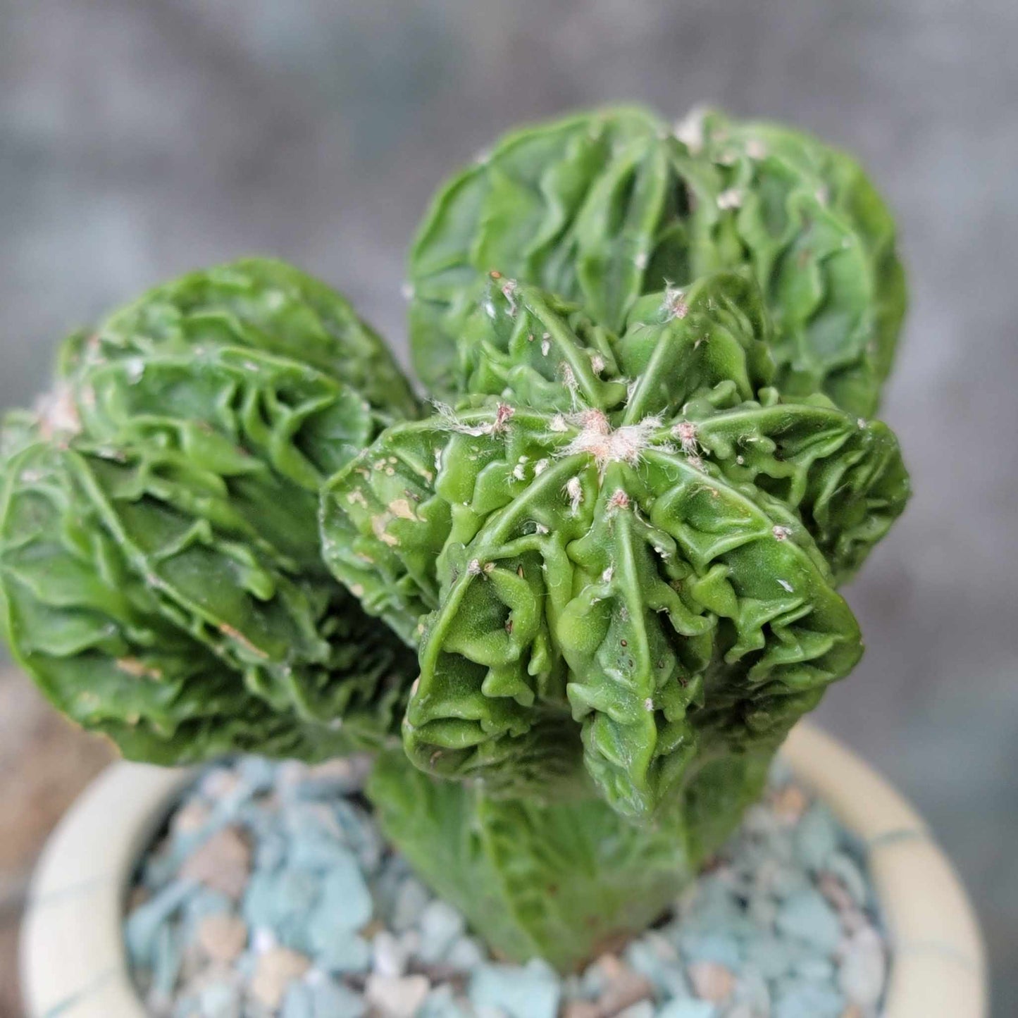 Astrophytum Myriostigma cv. Fukuryu Cluster - Seed Grown