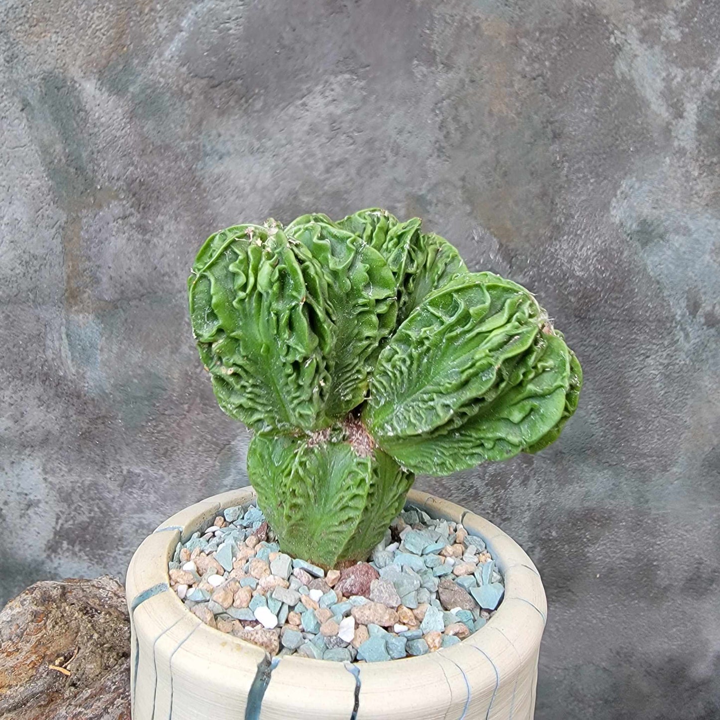 Astrophytum Myriostigma cv. Fukuryu Cluster - Seed Grown