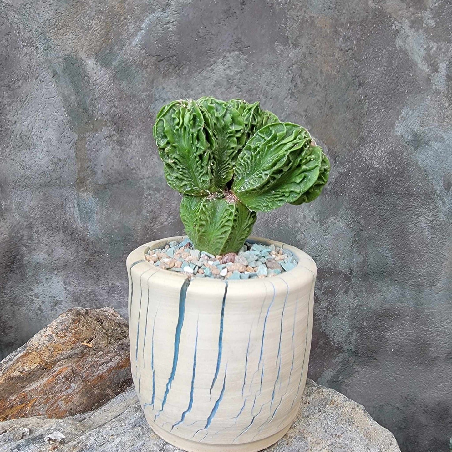 Astrophytum Myriostigma cv. Fukuryu Cluster - Seed Grown