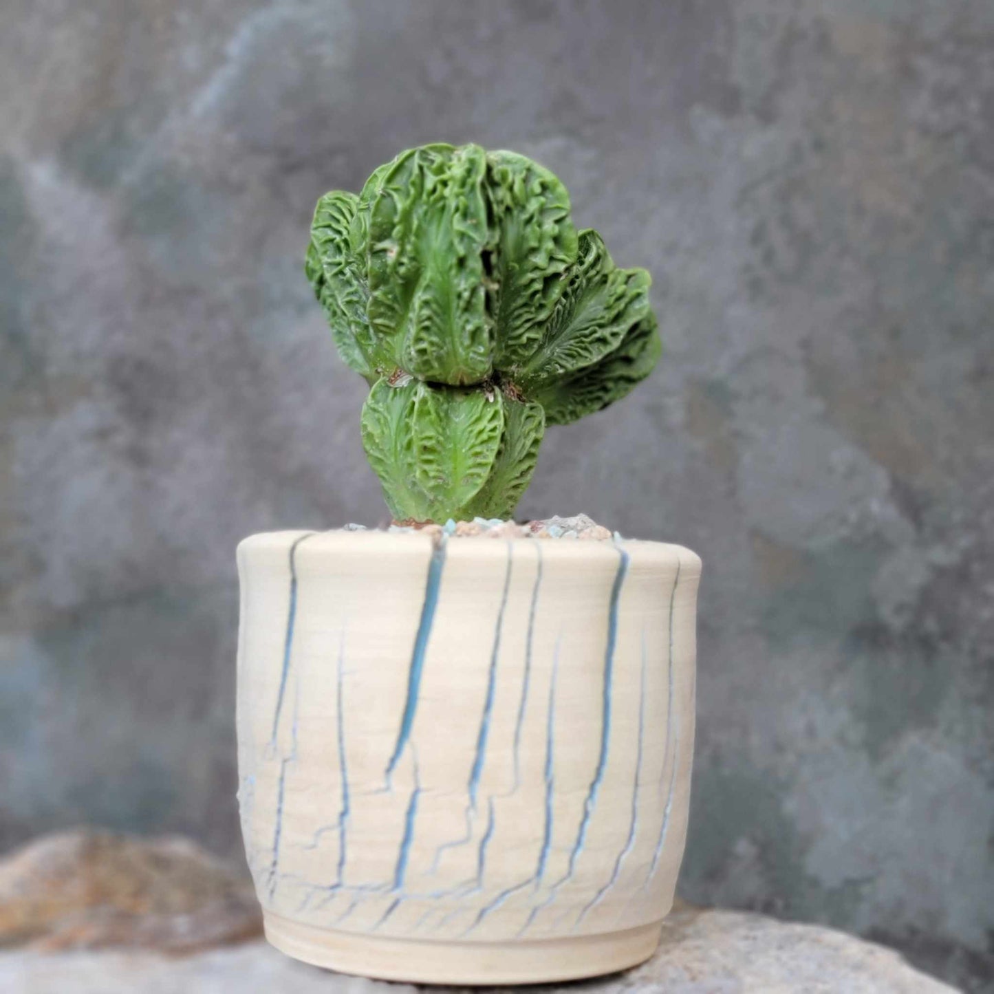 Astrophytum Myriostigma cv. Fukuryu Cluster - Seed Grown