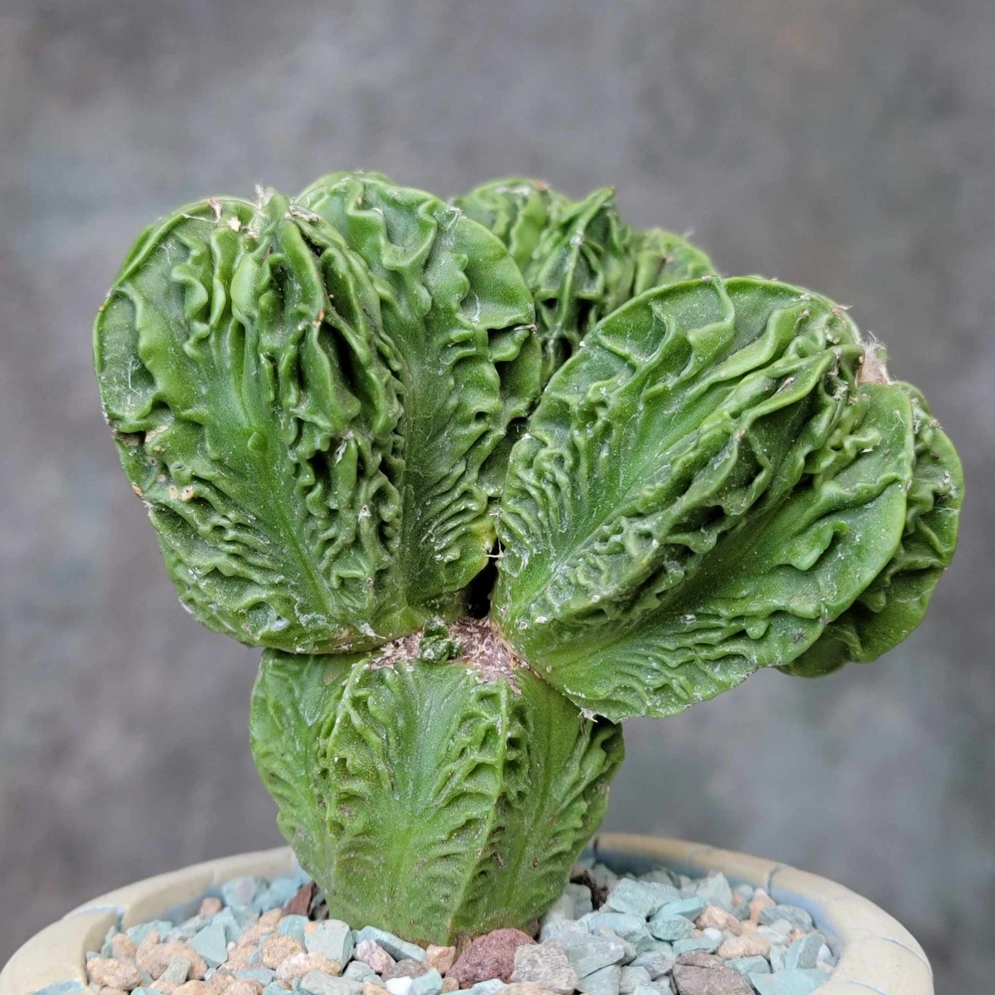 Astrophytum Myriostigma cv. Fukuryu Cluster - Seed Grown