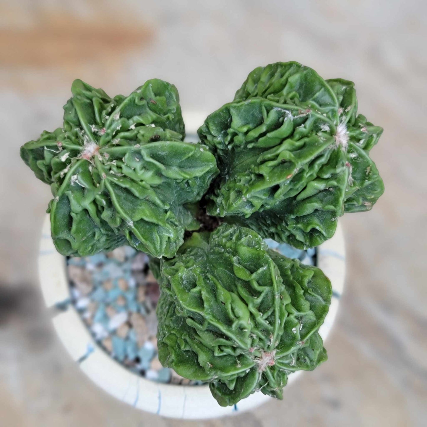Astrophytum Myriostigma cv. Fukuryu Cluster - Seed Grown