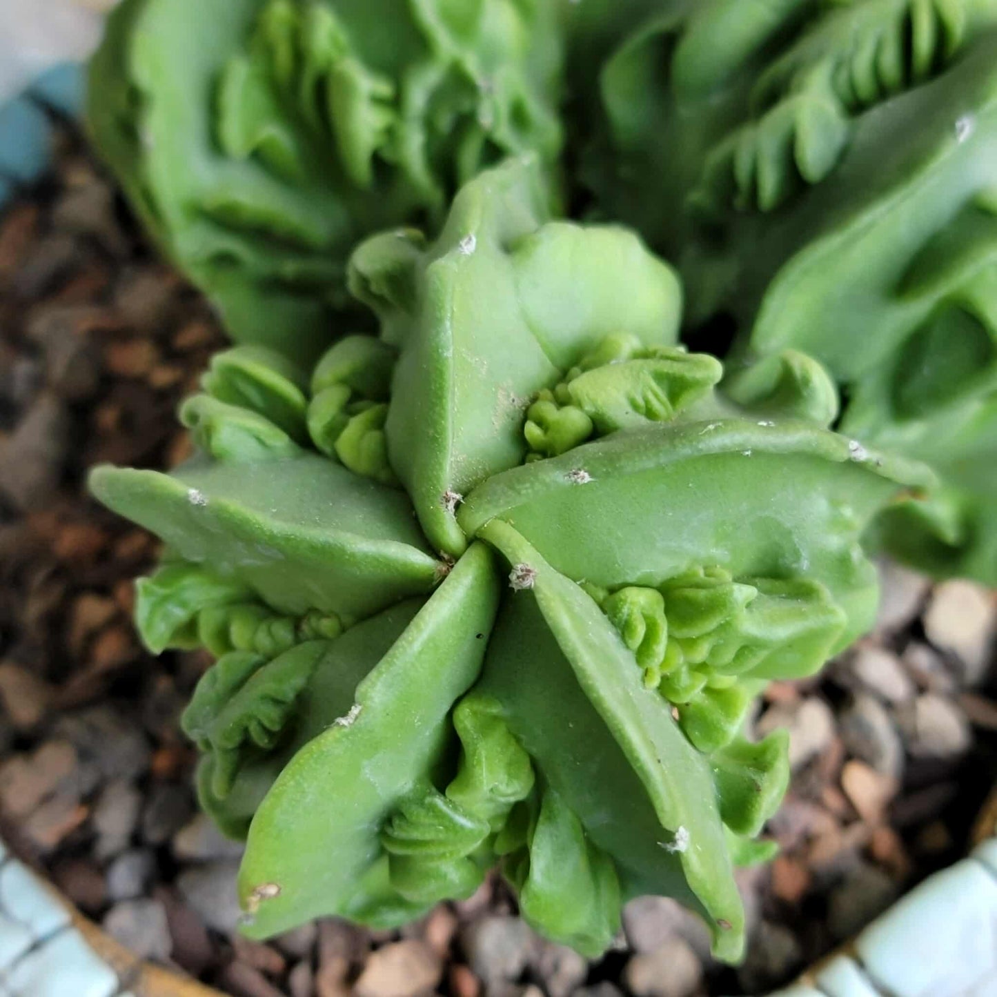 Astrophytum Myriostigma cv. Fukuryu Cluster - Seed Grown